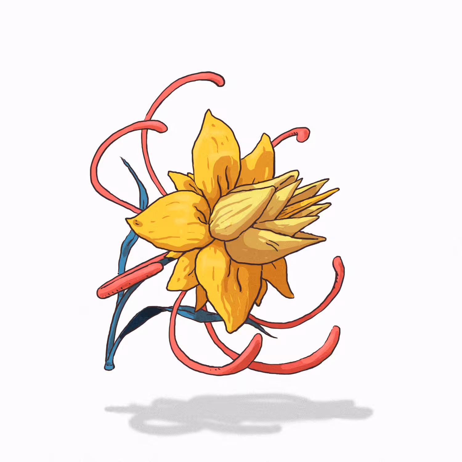 Belona flower