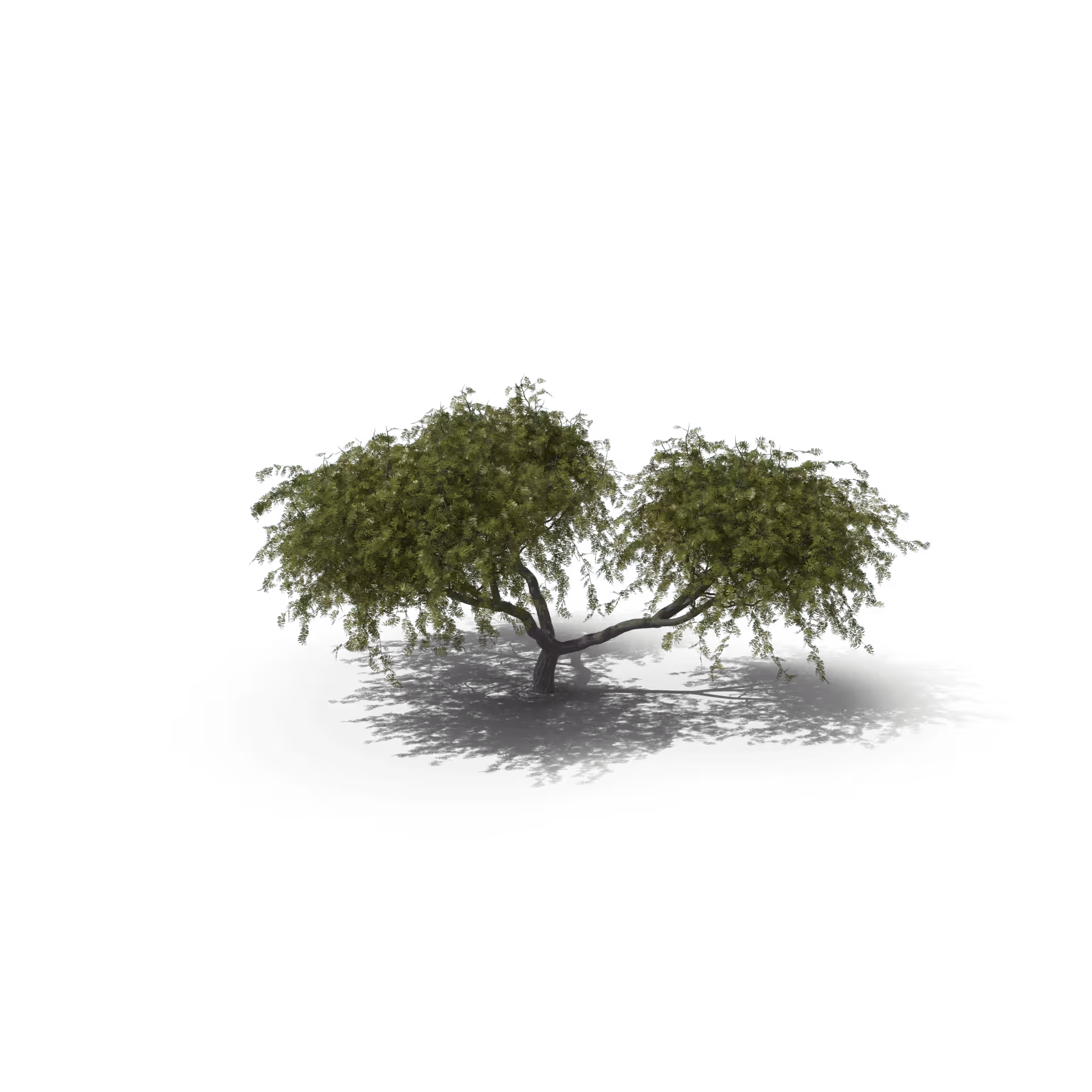 Your Tree I Acacia