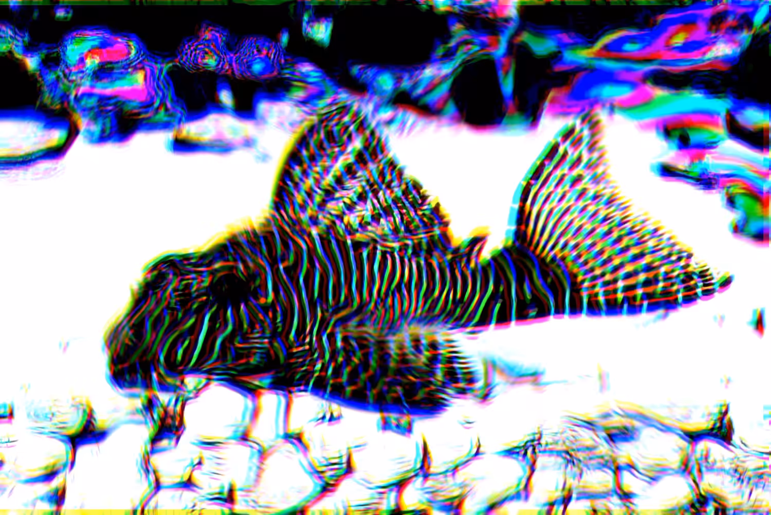 ARMORED CATFISH 