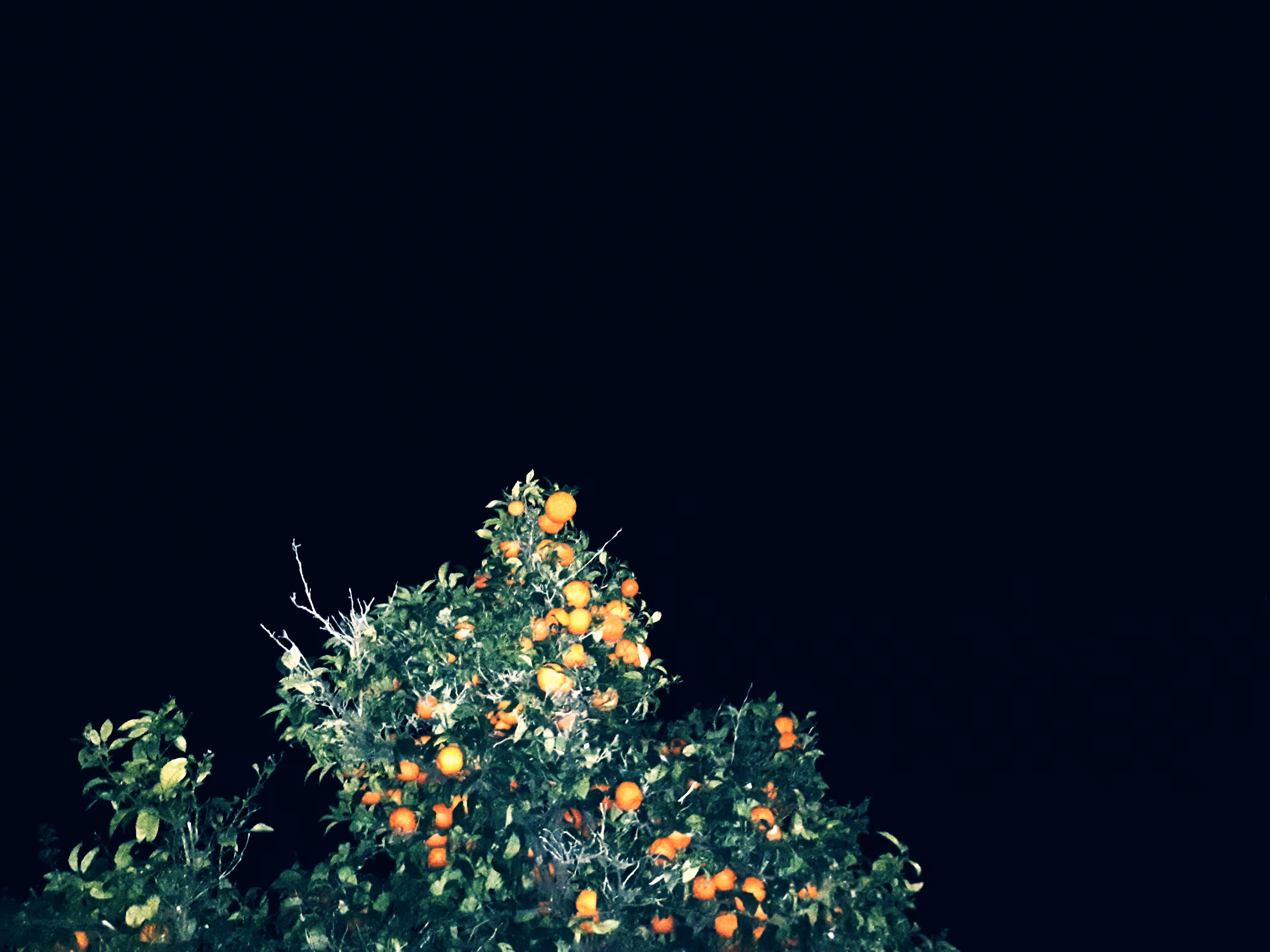 oranges