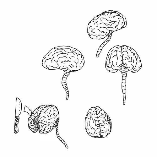 Brain Study