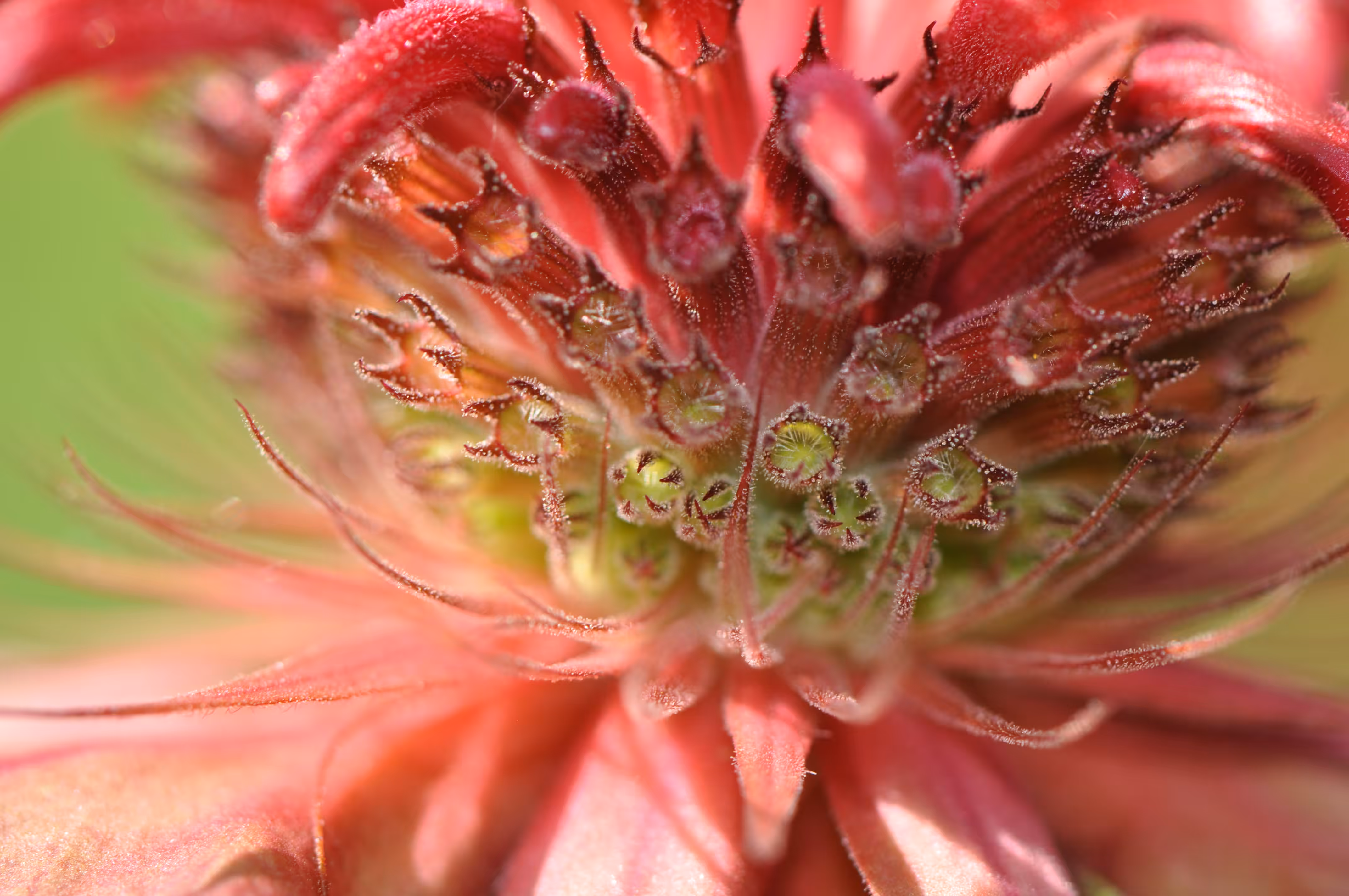Beebalm
