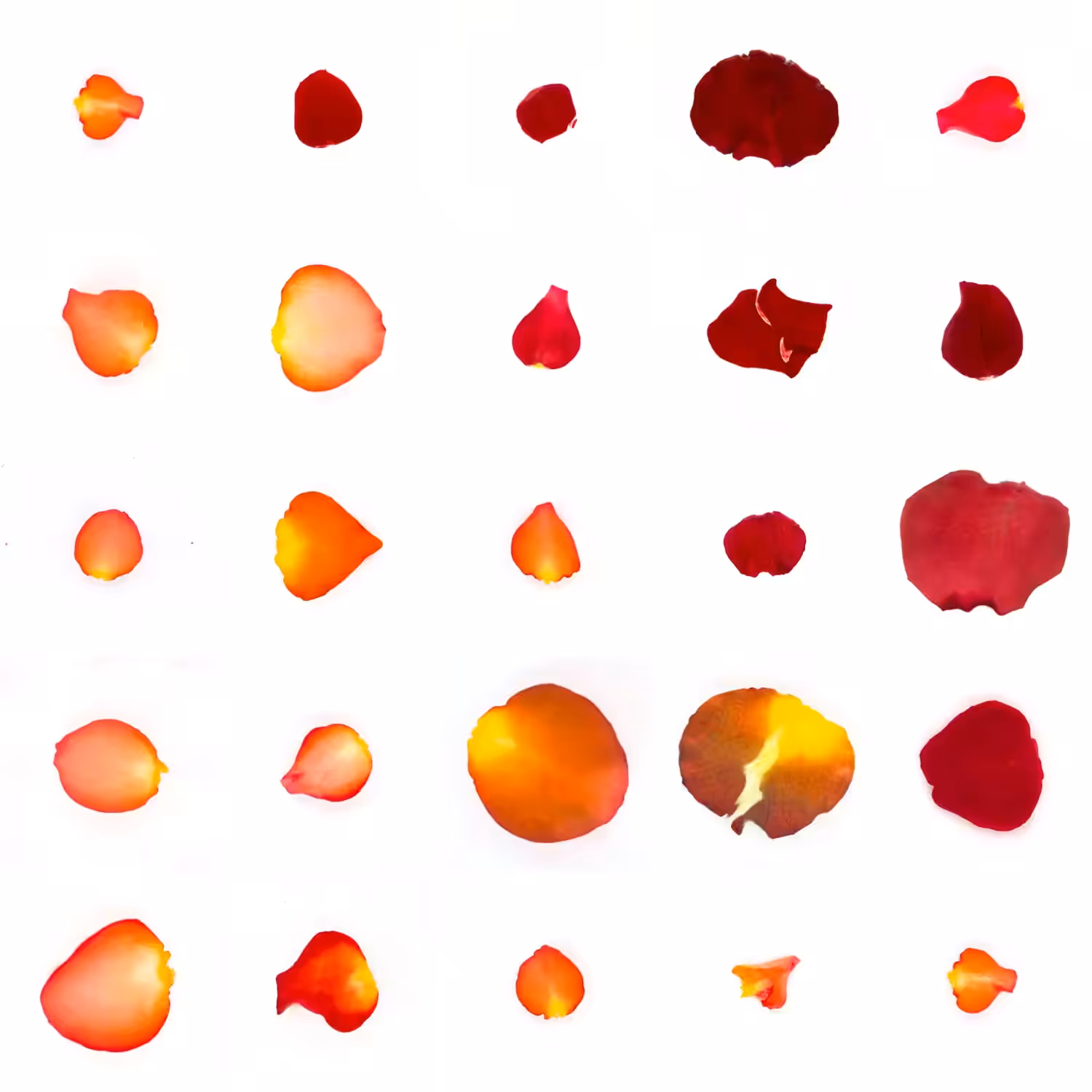 Infinite Petals 5x5#129