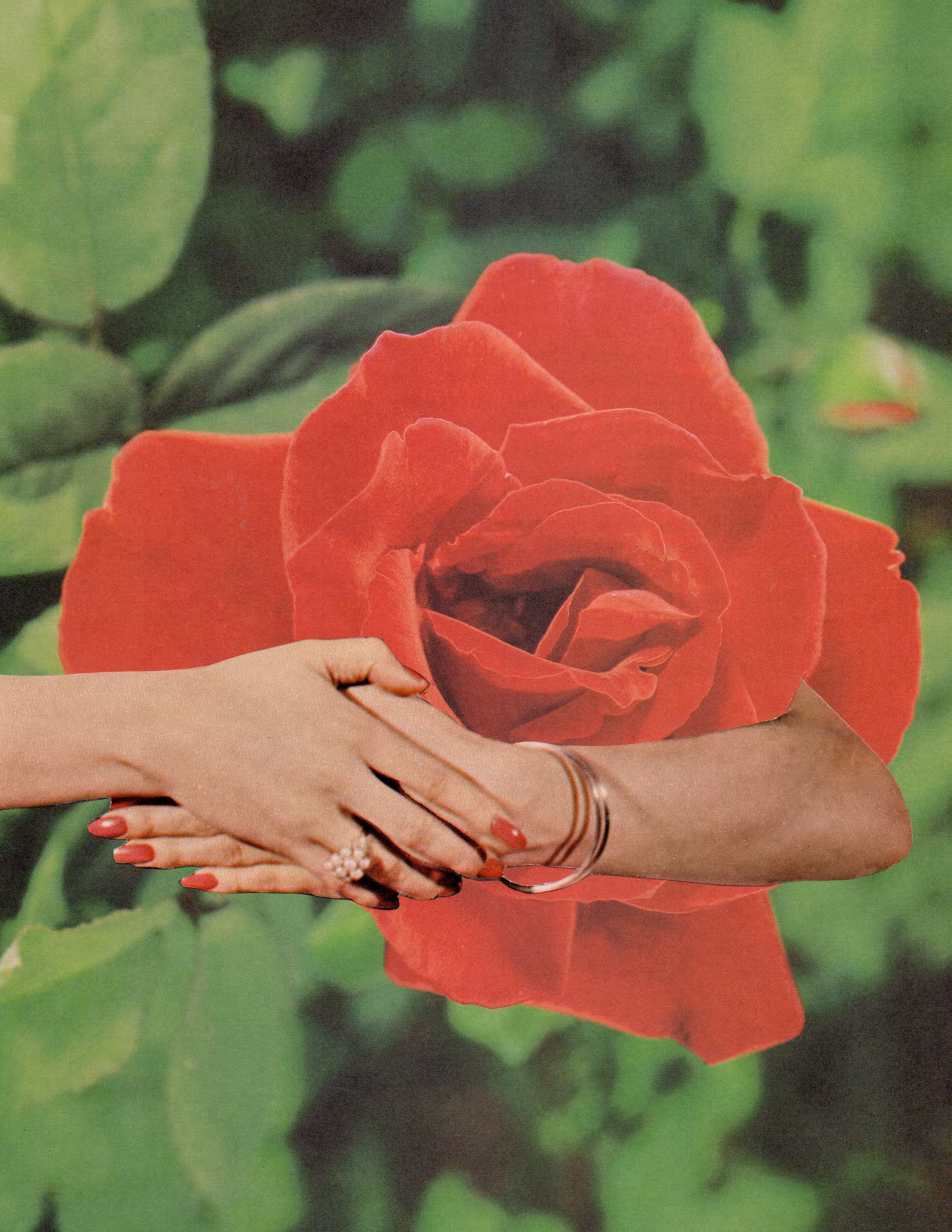 Roses Are Free
