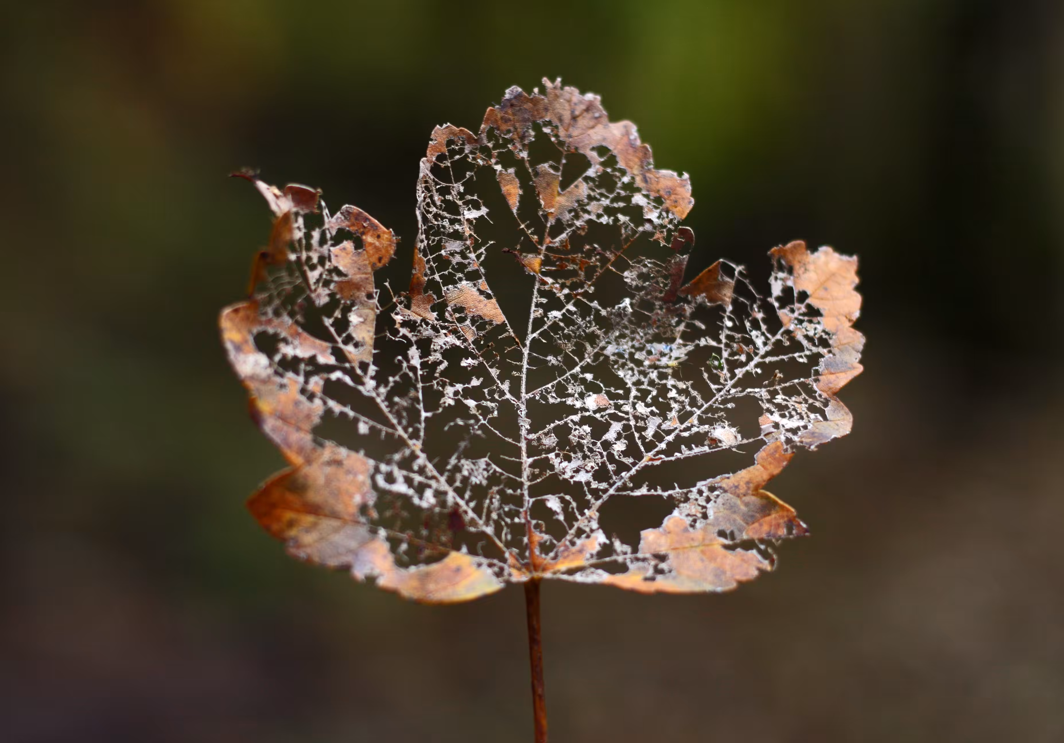Torn Leaf