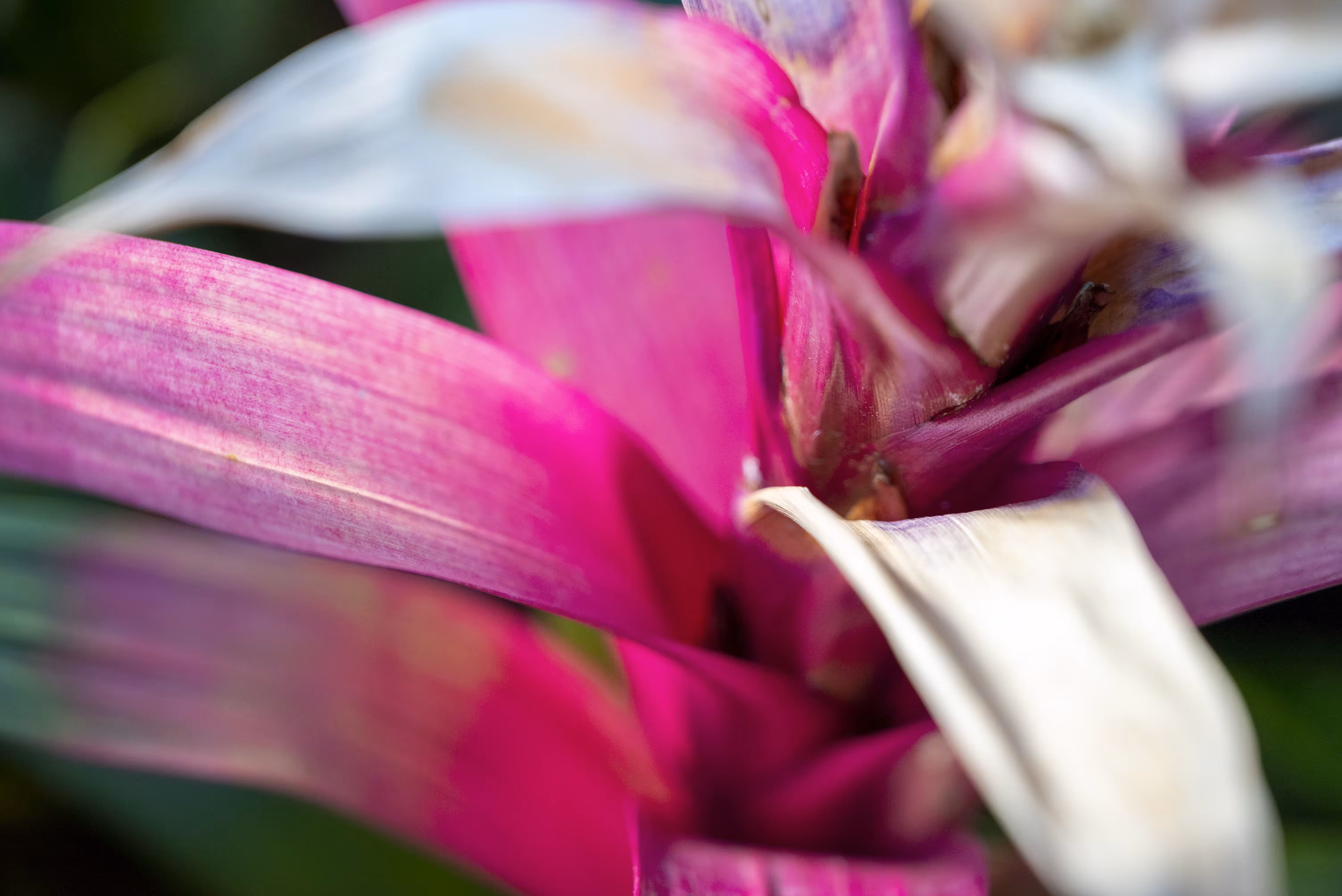 Bloom 5