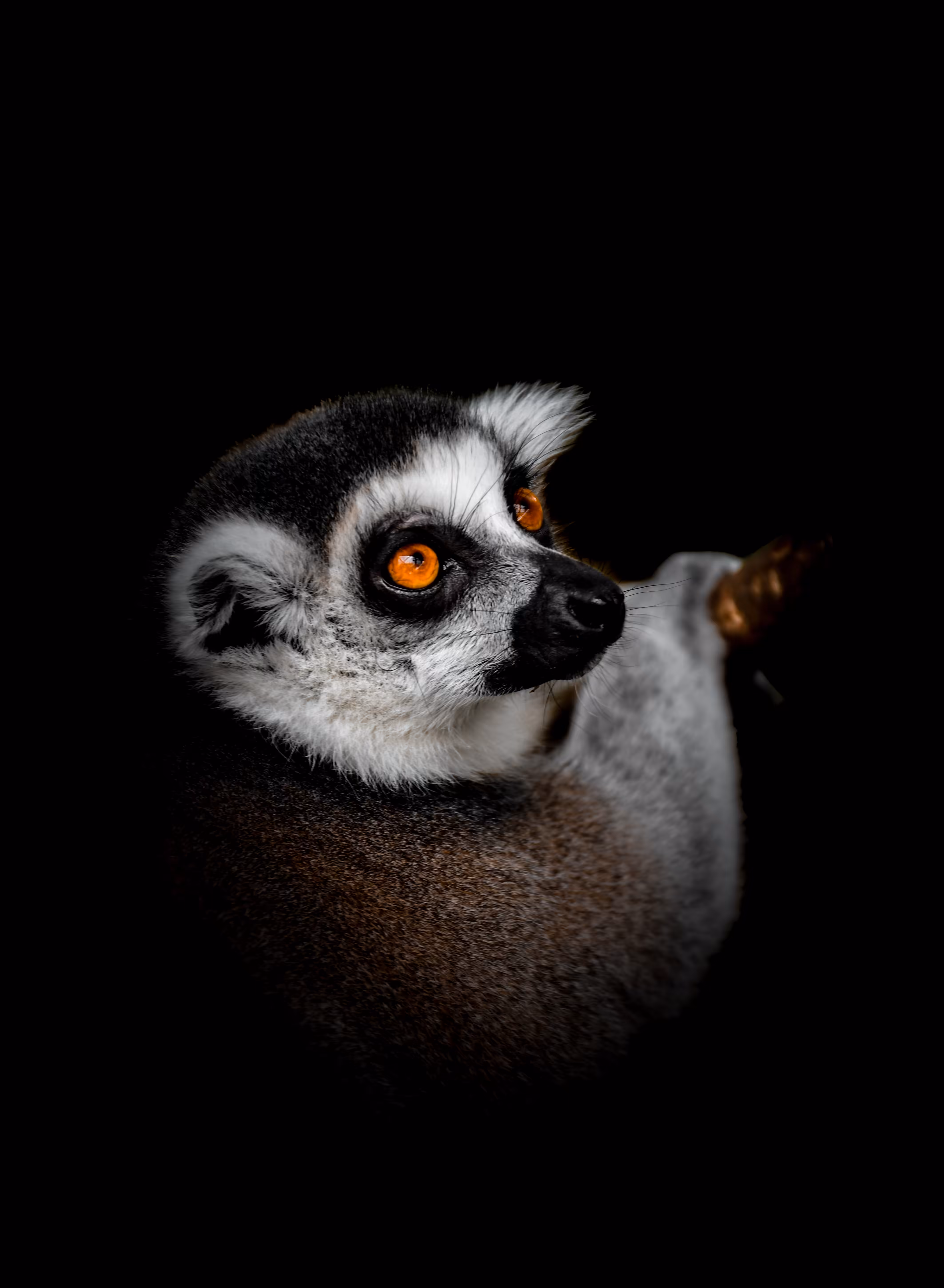 Ring-Tailed Lemur