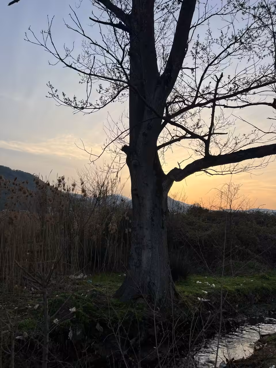 A single old tree