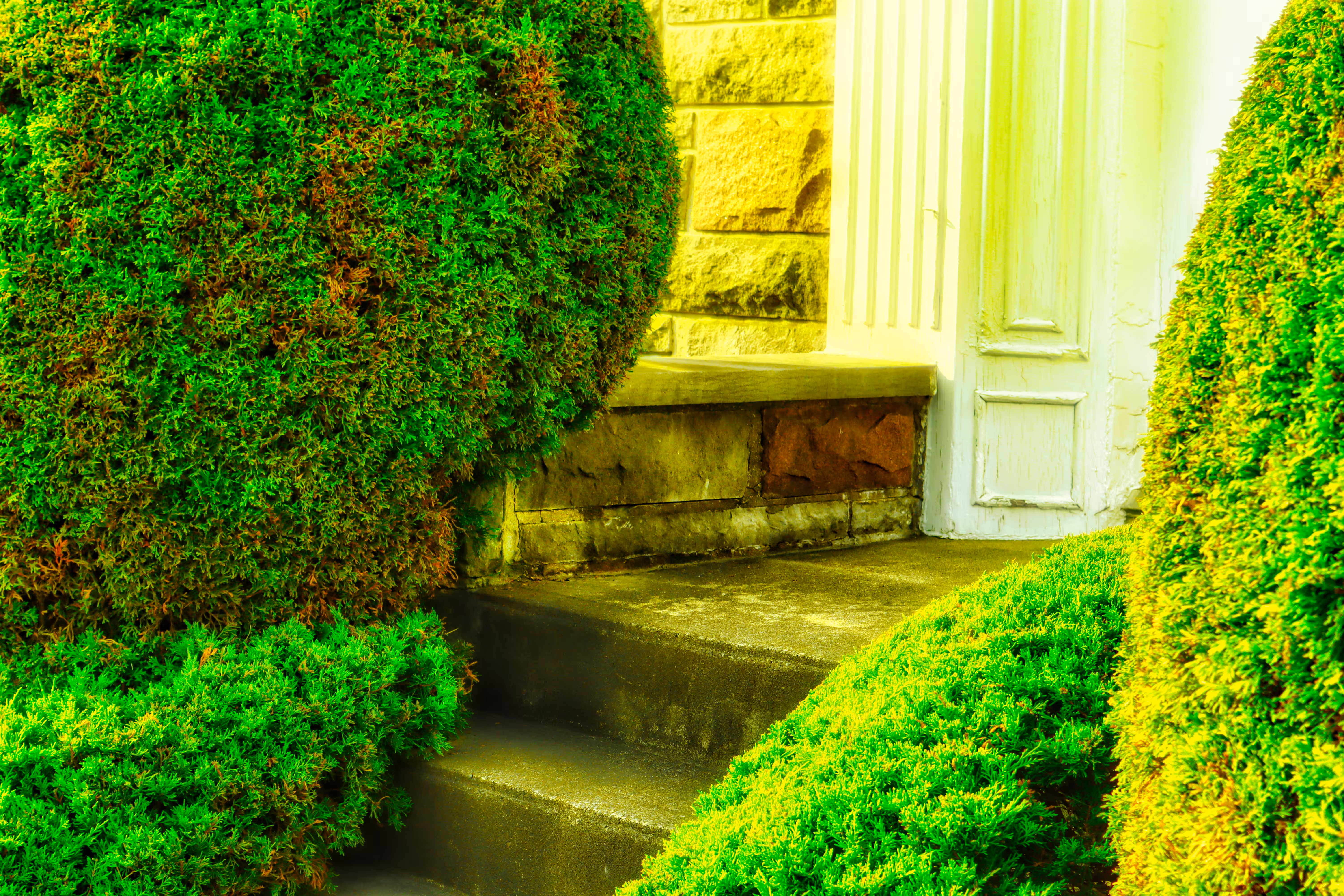 2022: Shrub & Door