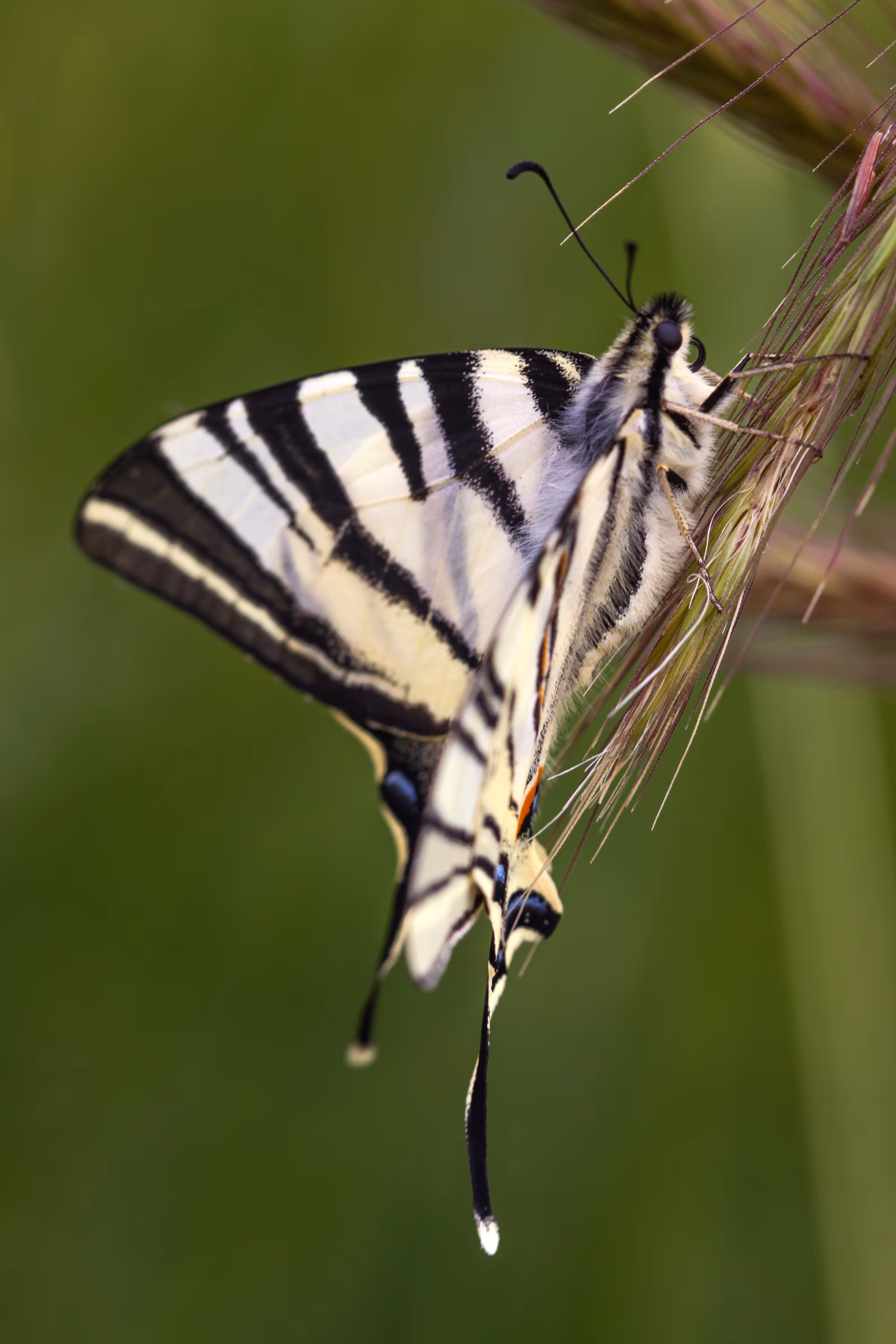 Ephemeral Elegance