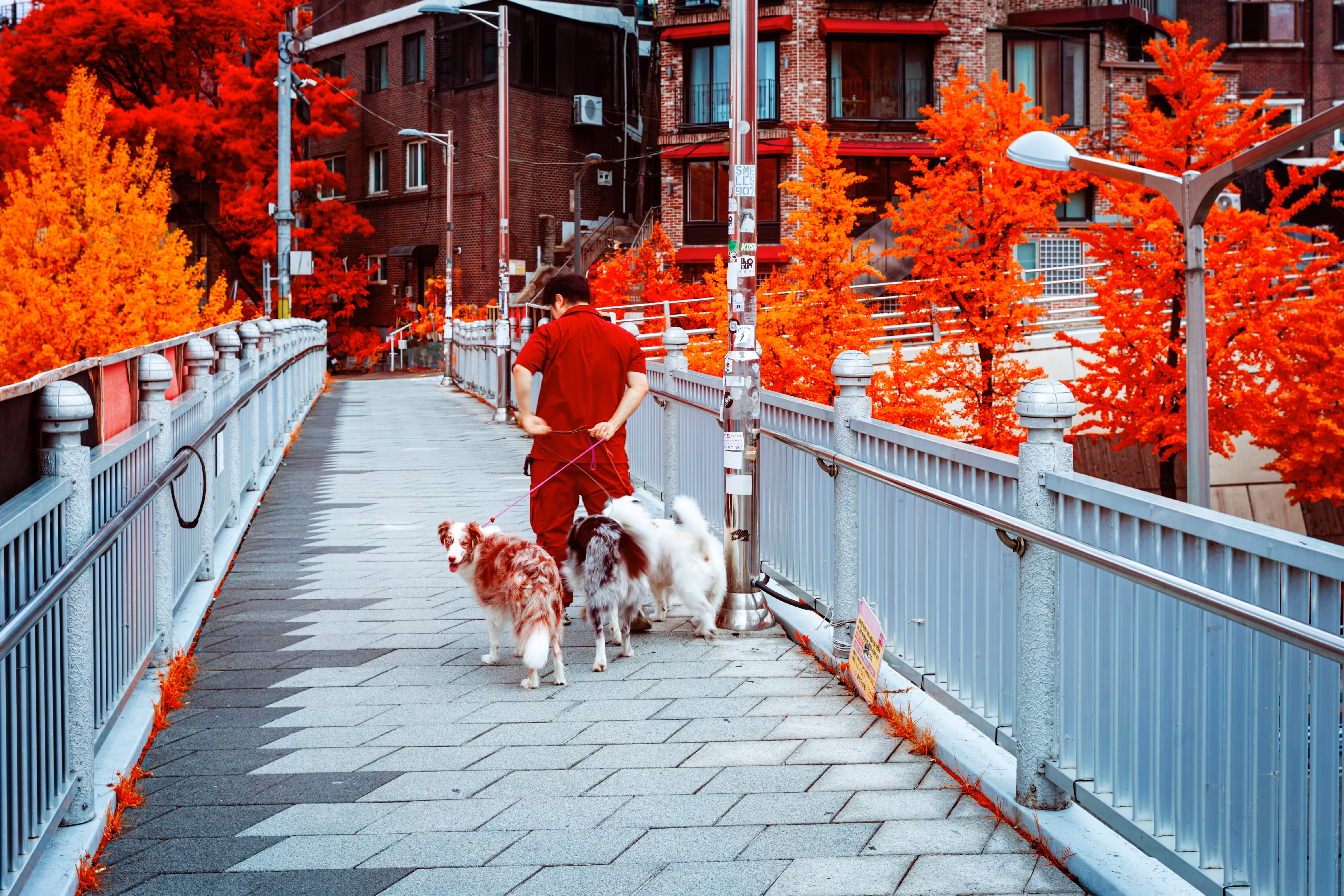 Dog Walker