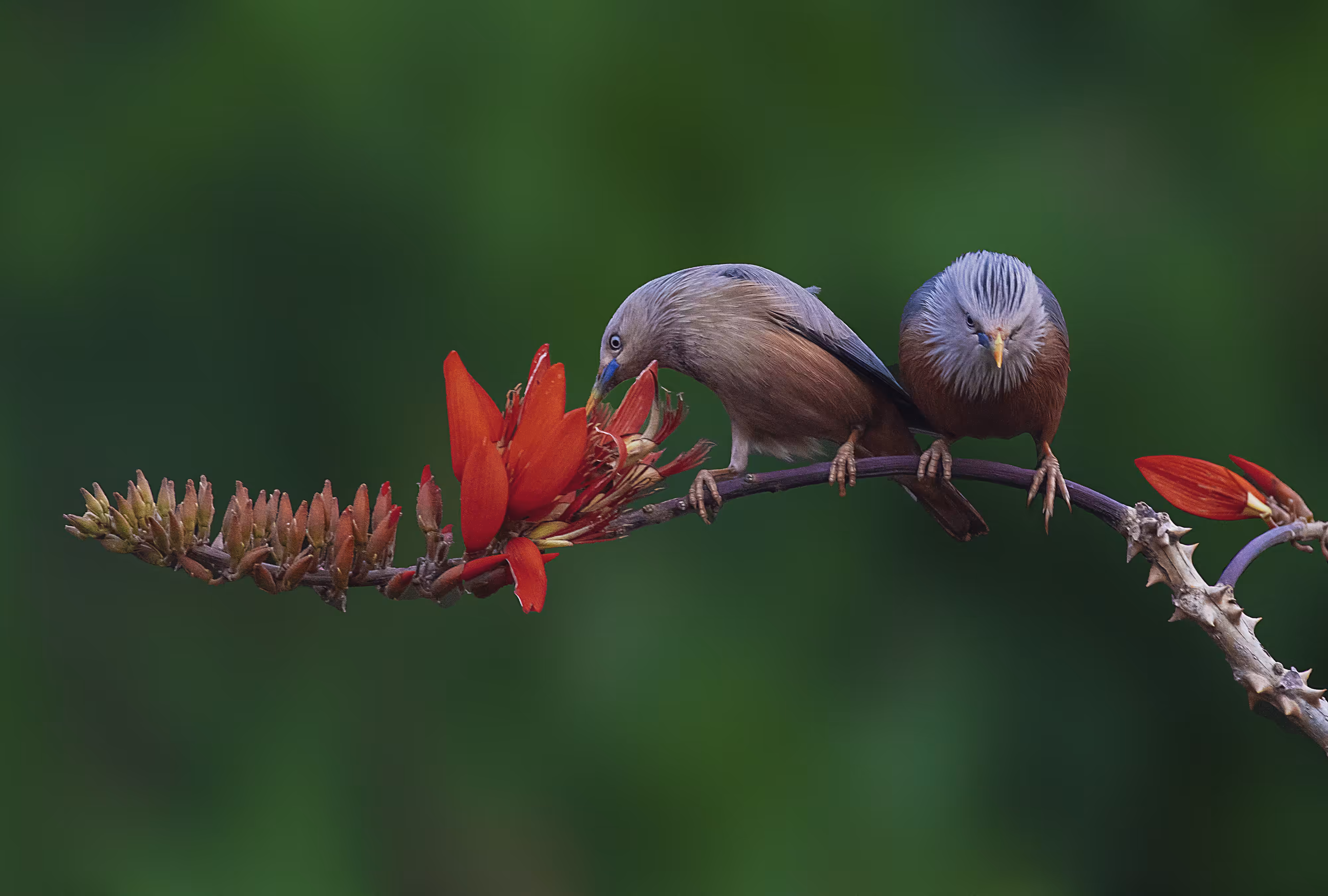 Chestnut Tailed Starling