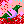 A Pigeon, bubbles, and cherry blossoms (sakura).