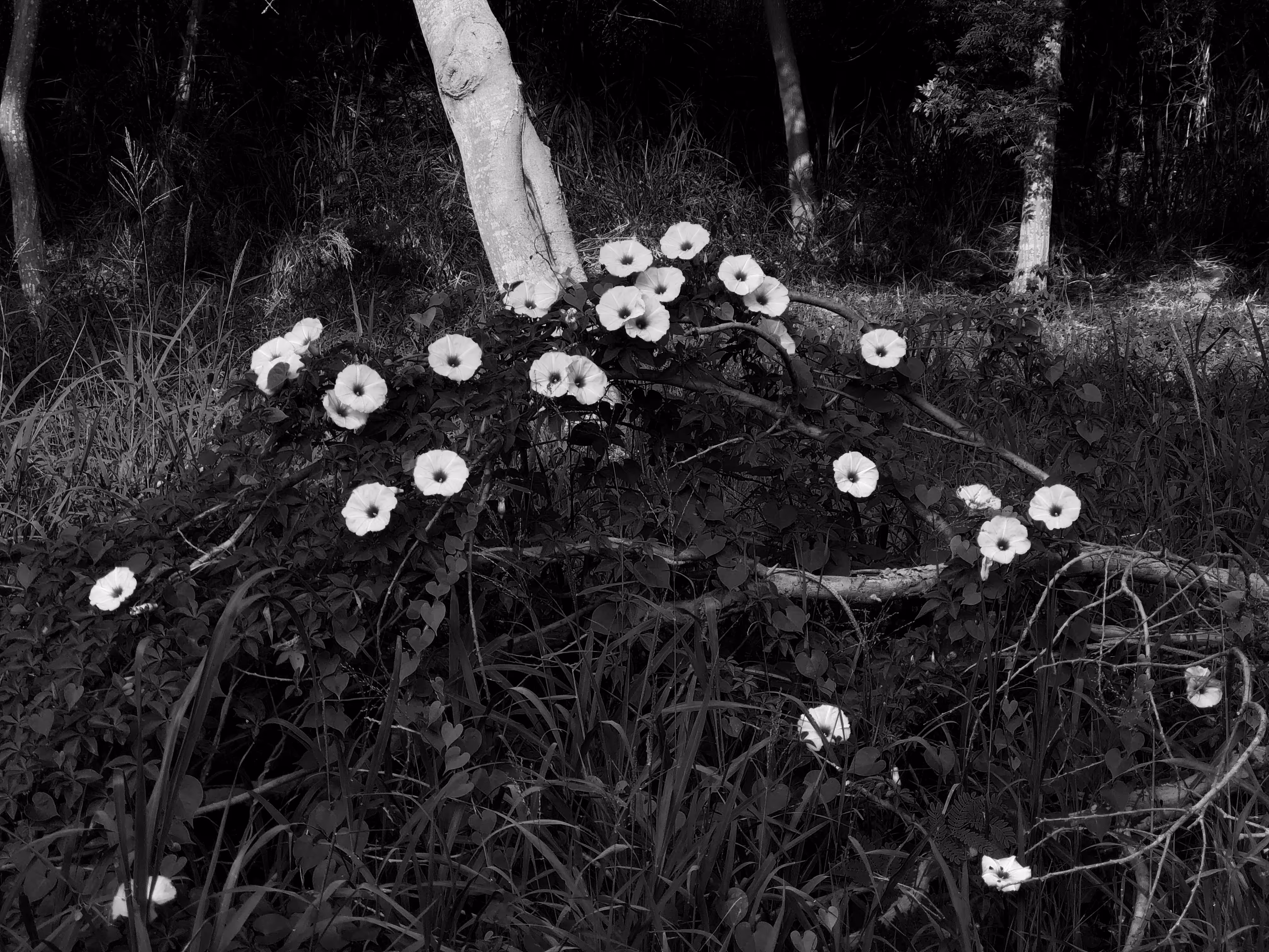 nature(mido) #1