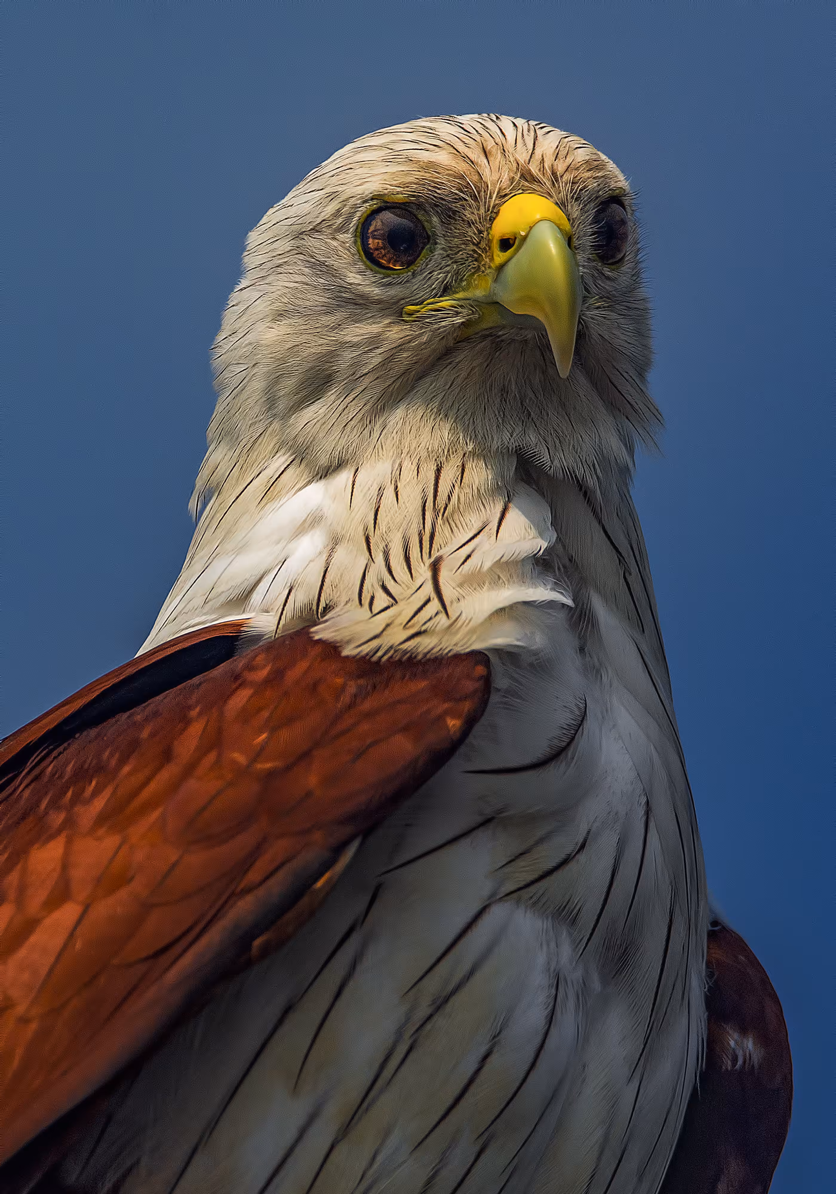Brahminy Kite