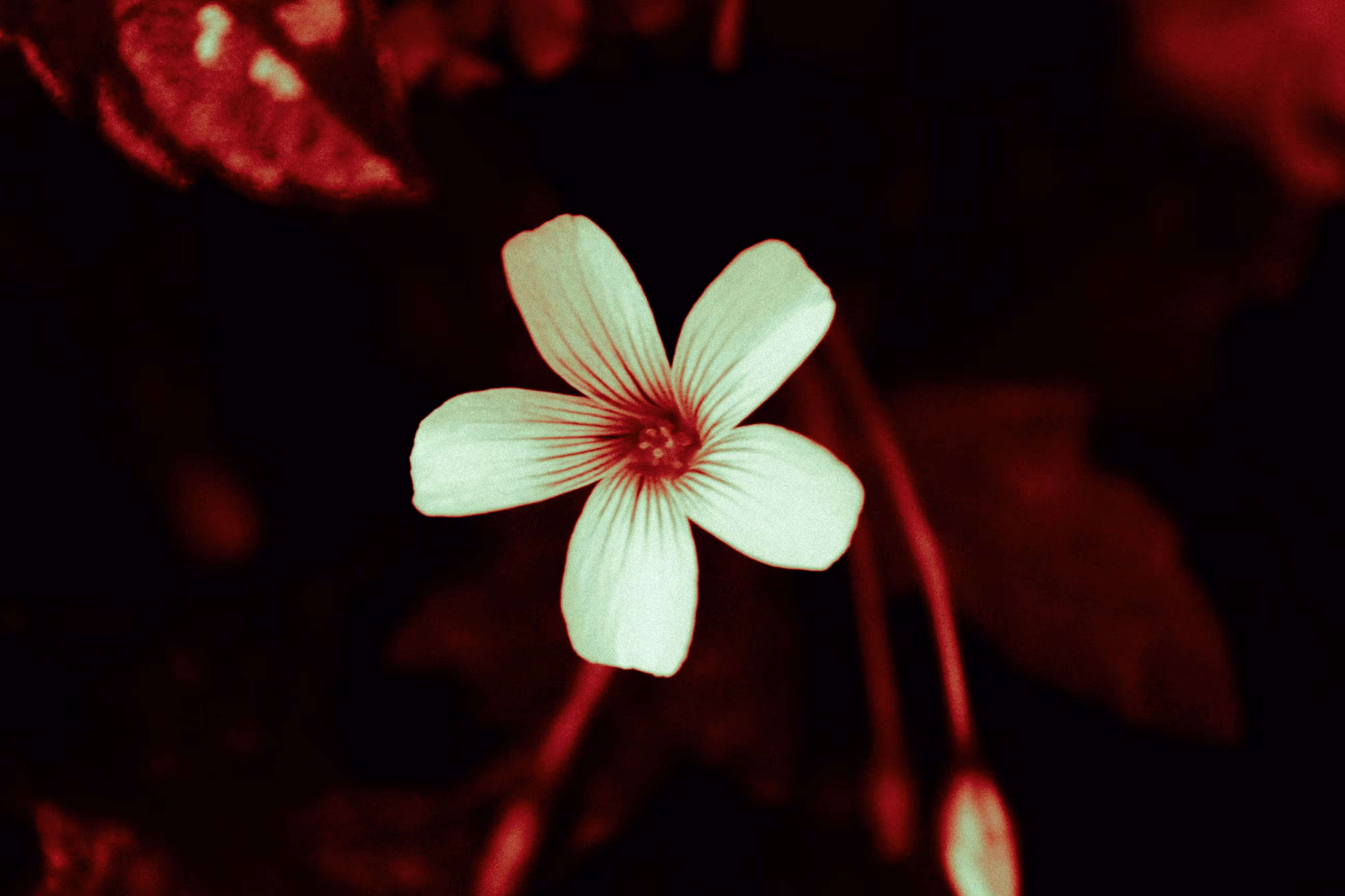 Bloodin' Flower