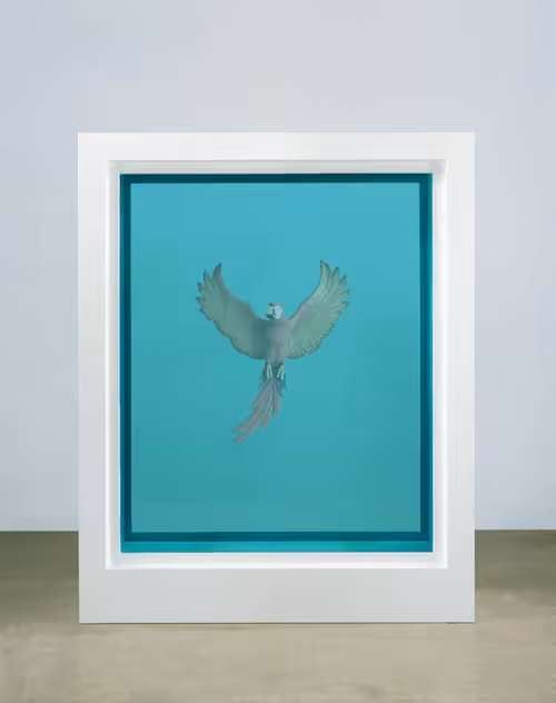Hirst No.17