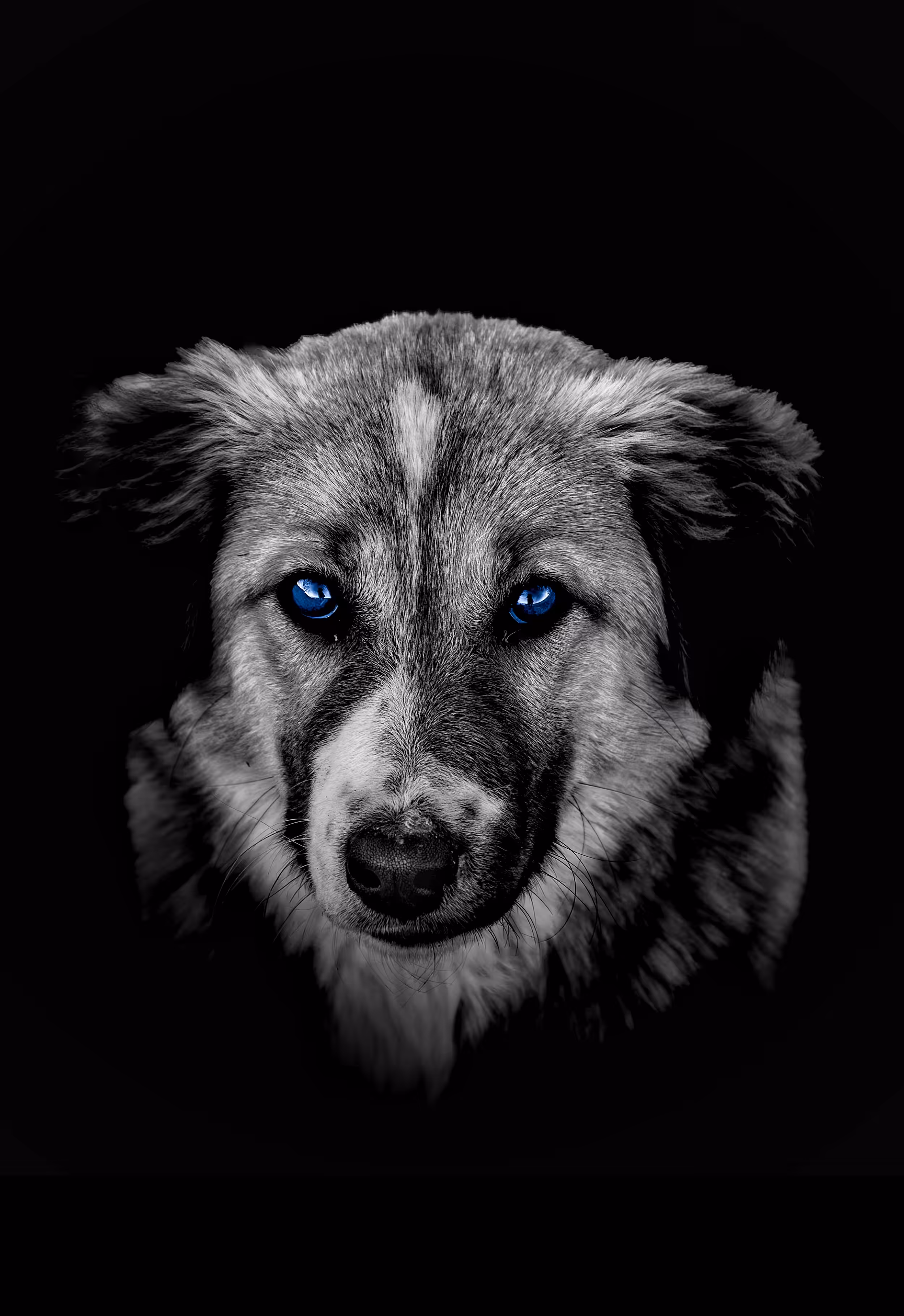 Azure Eyes of A Stray 