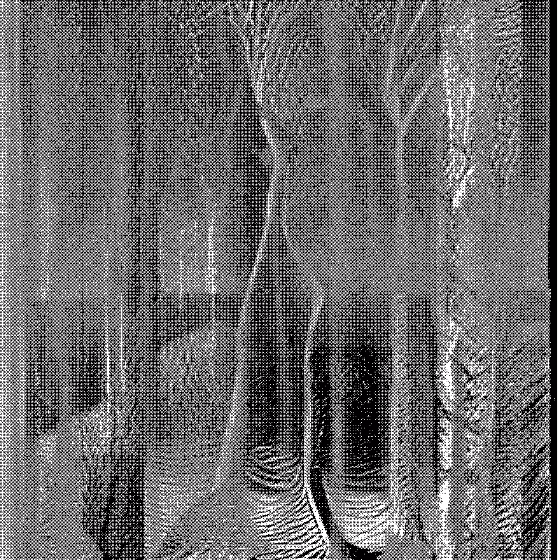 The Hum of Cyber Forest #188