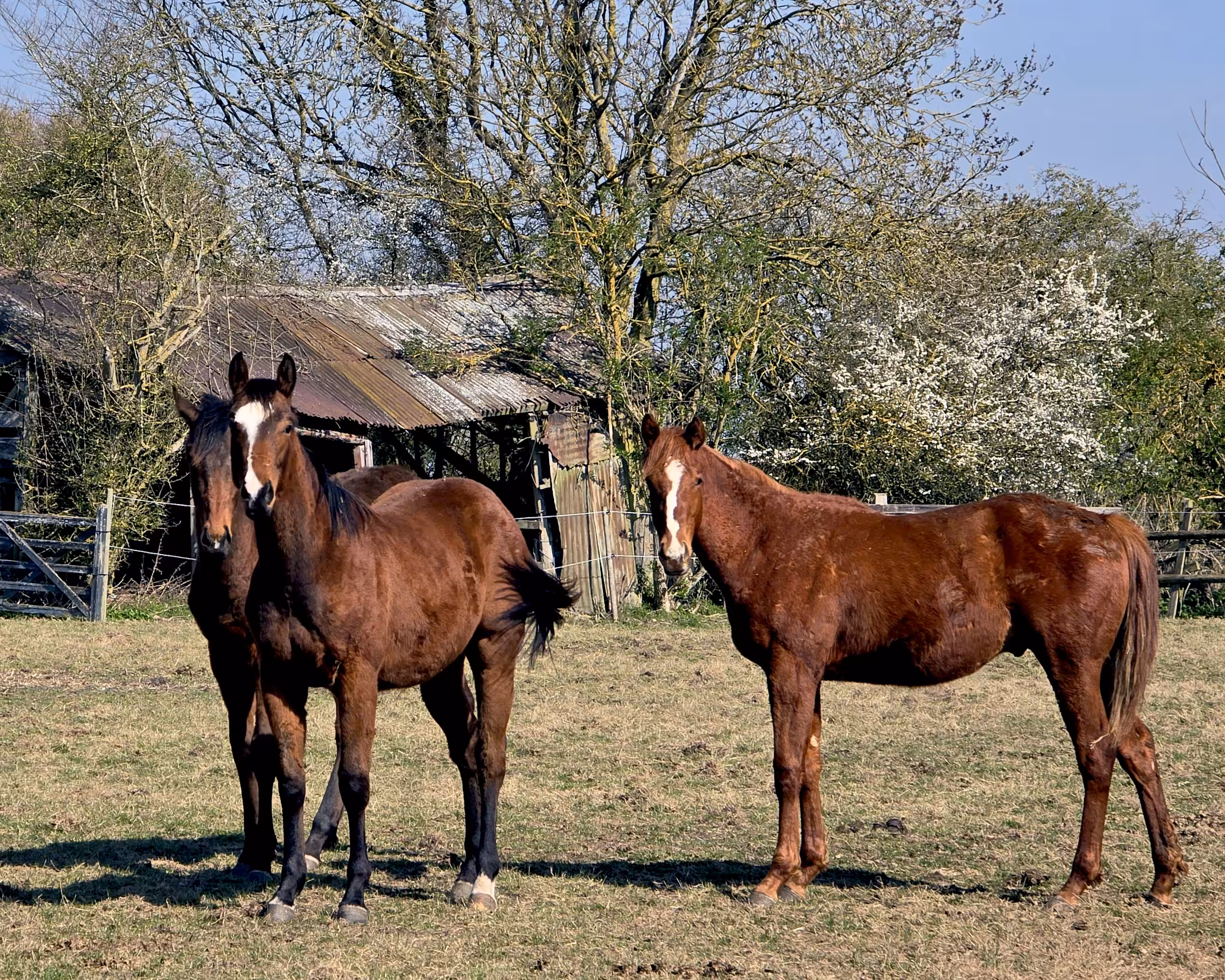 WTF UK Horse Trading Co-op April 2025