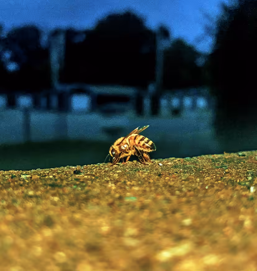 #BeeButtsMatter