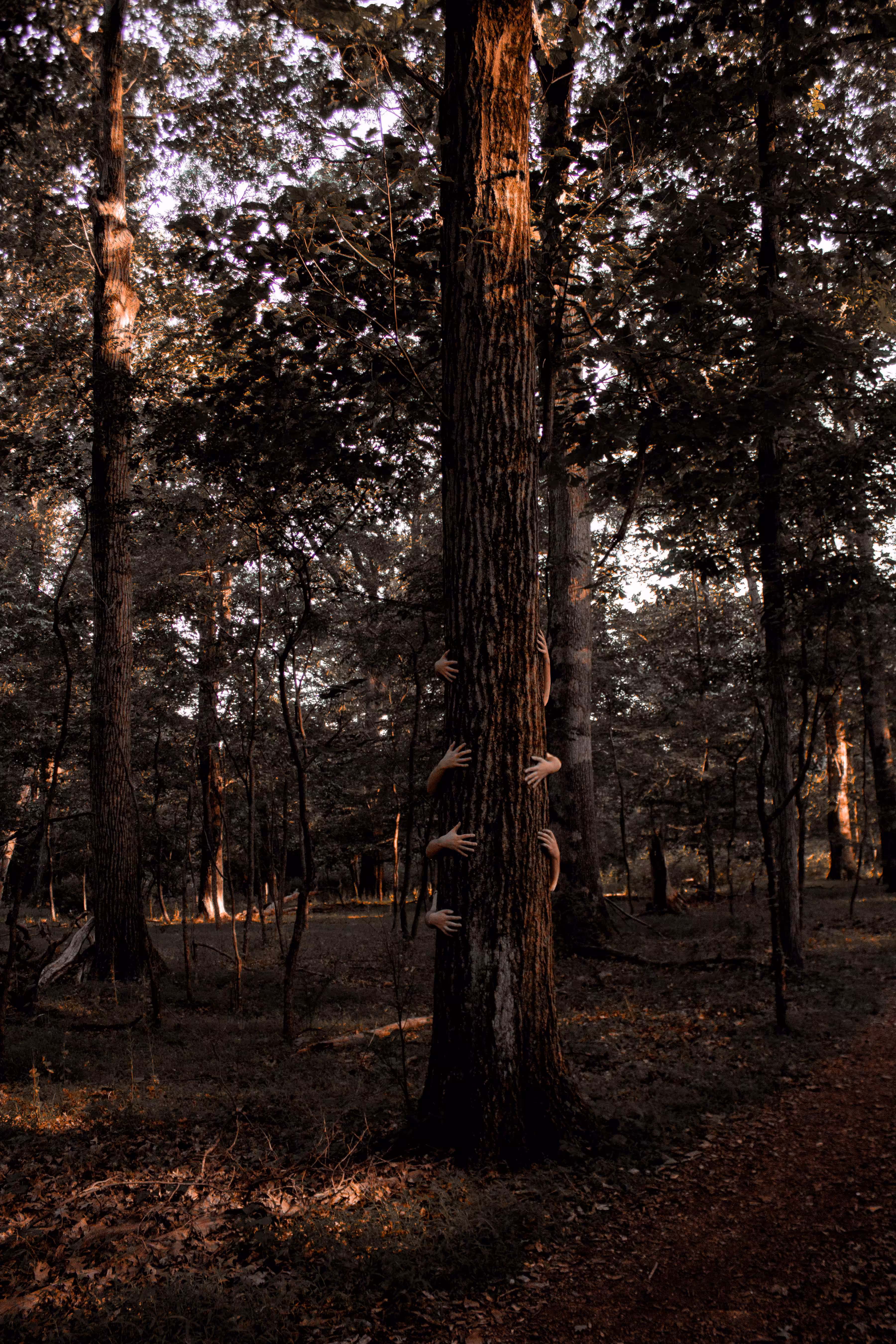 the forest of hands and teeth