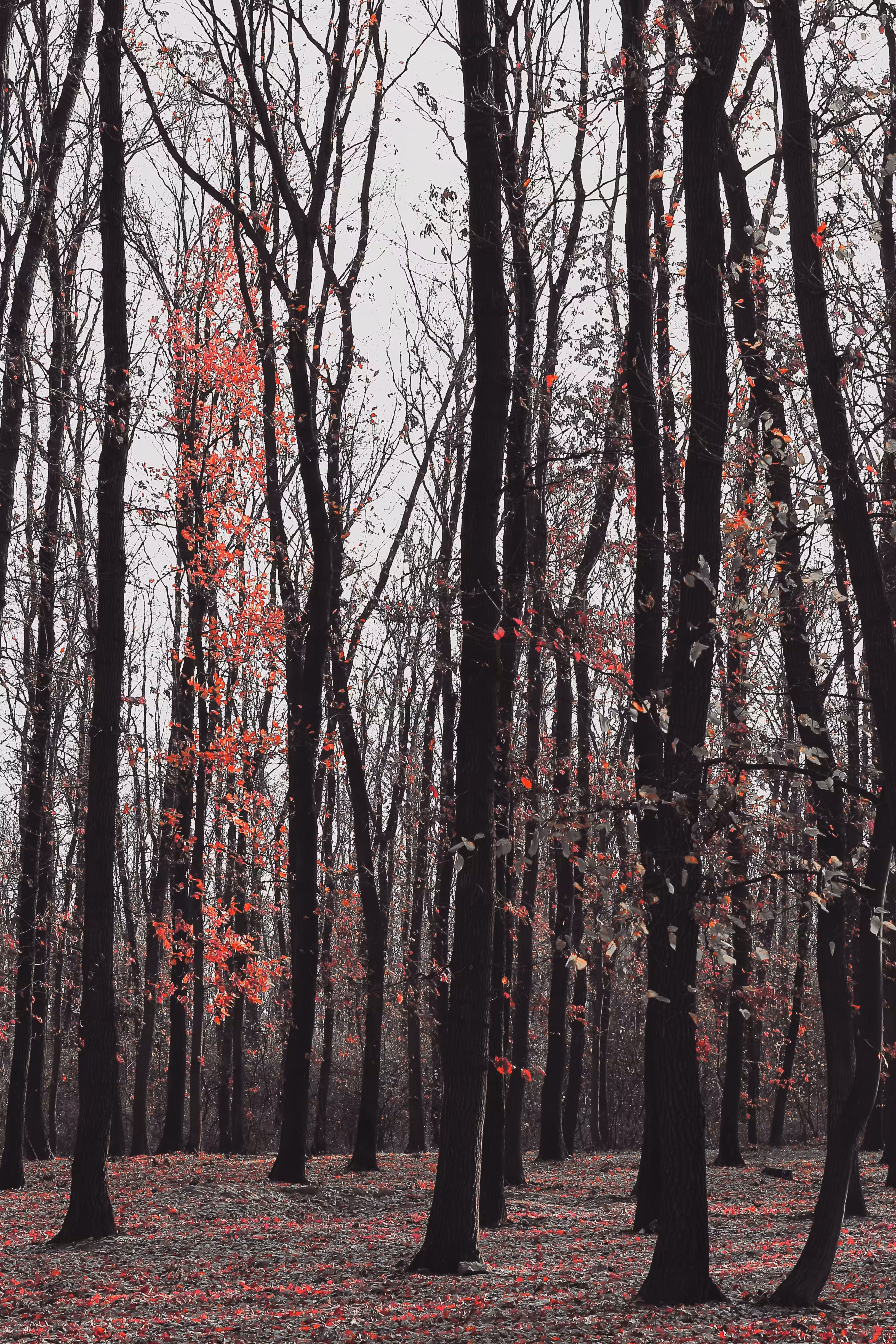 forest