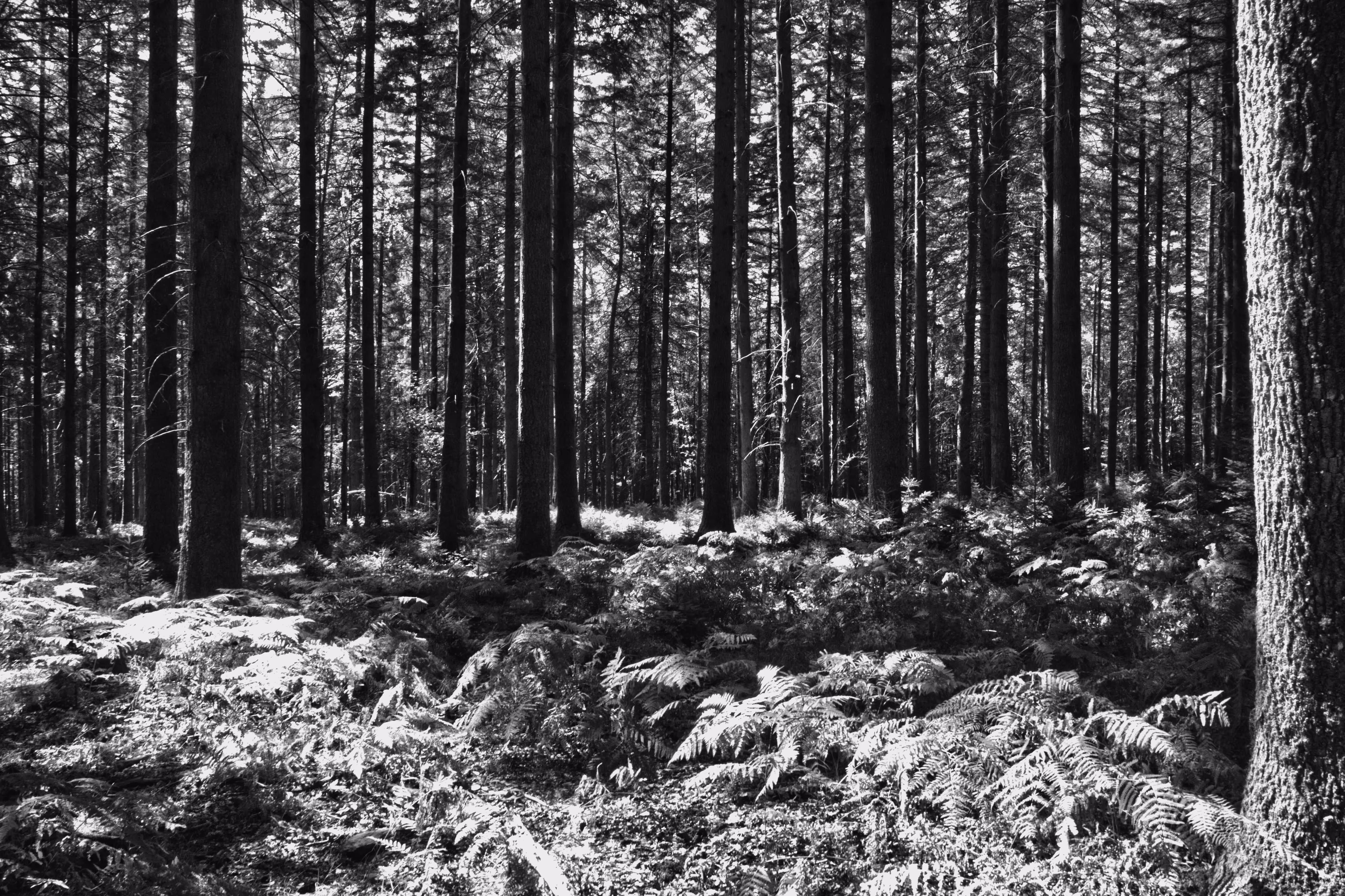A walk in the woods