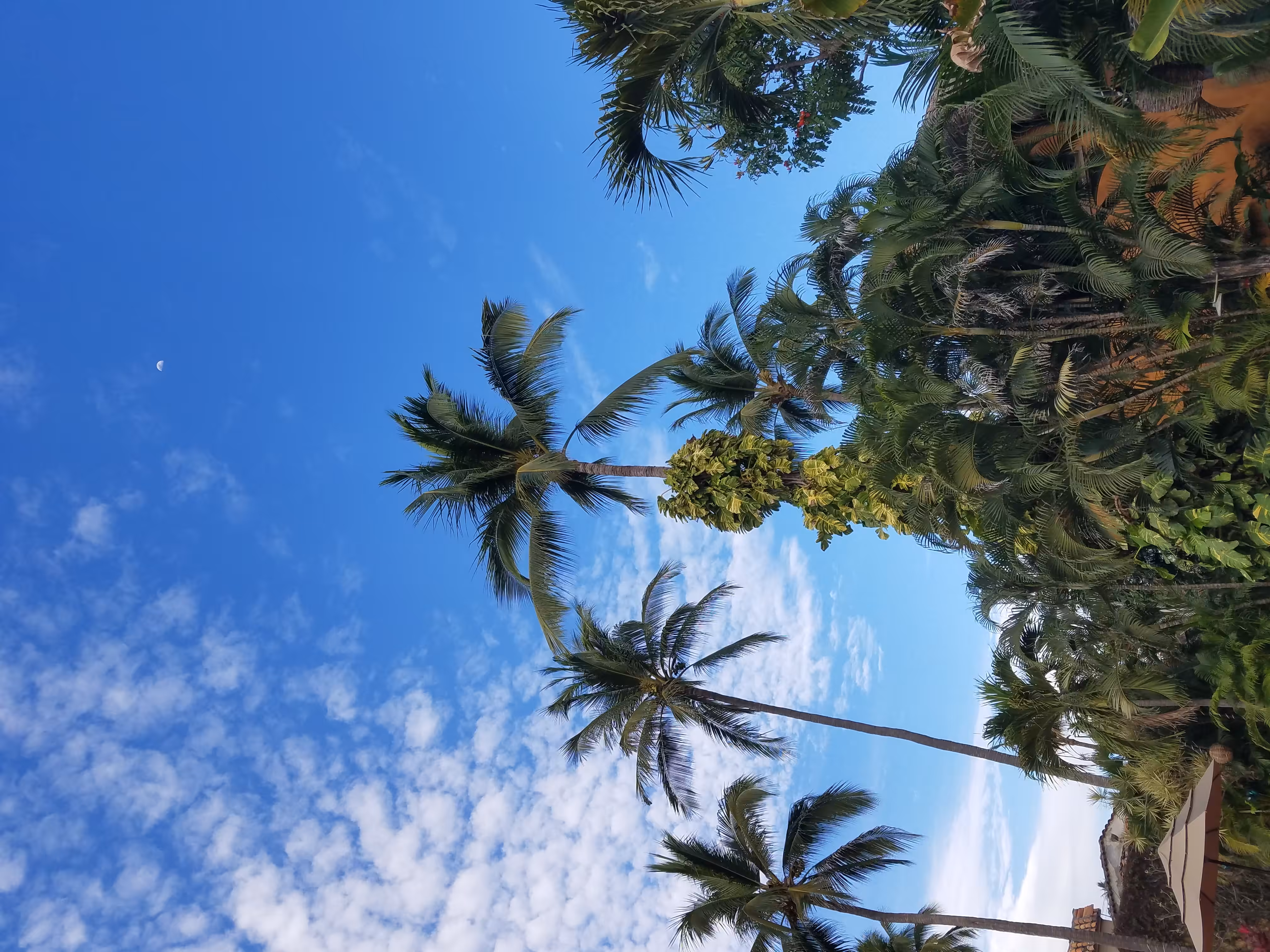 Moon over palms