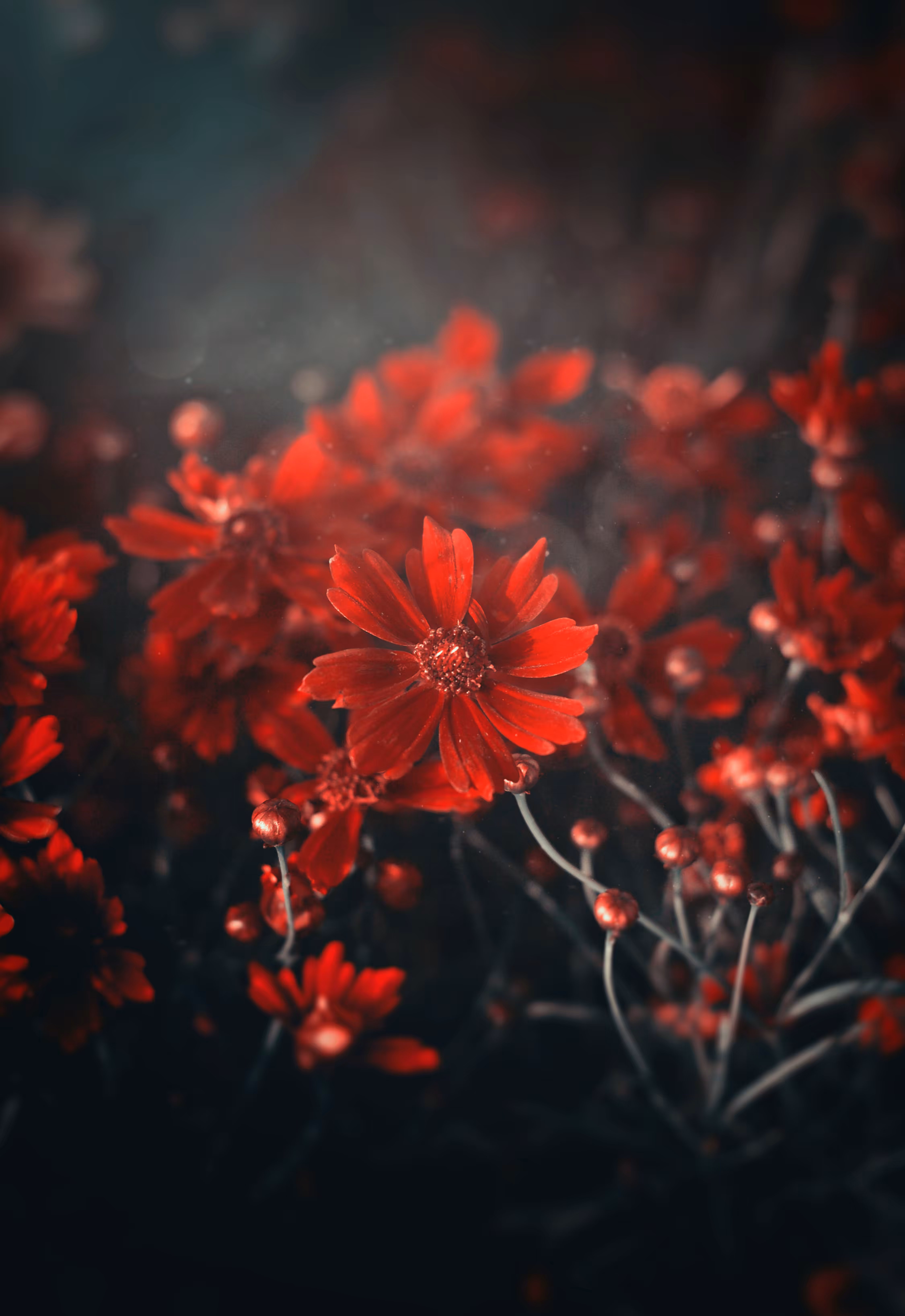 Beauty of Flowers : Coreopsis