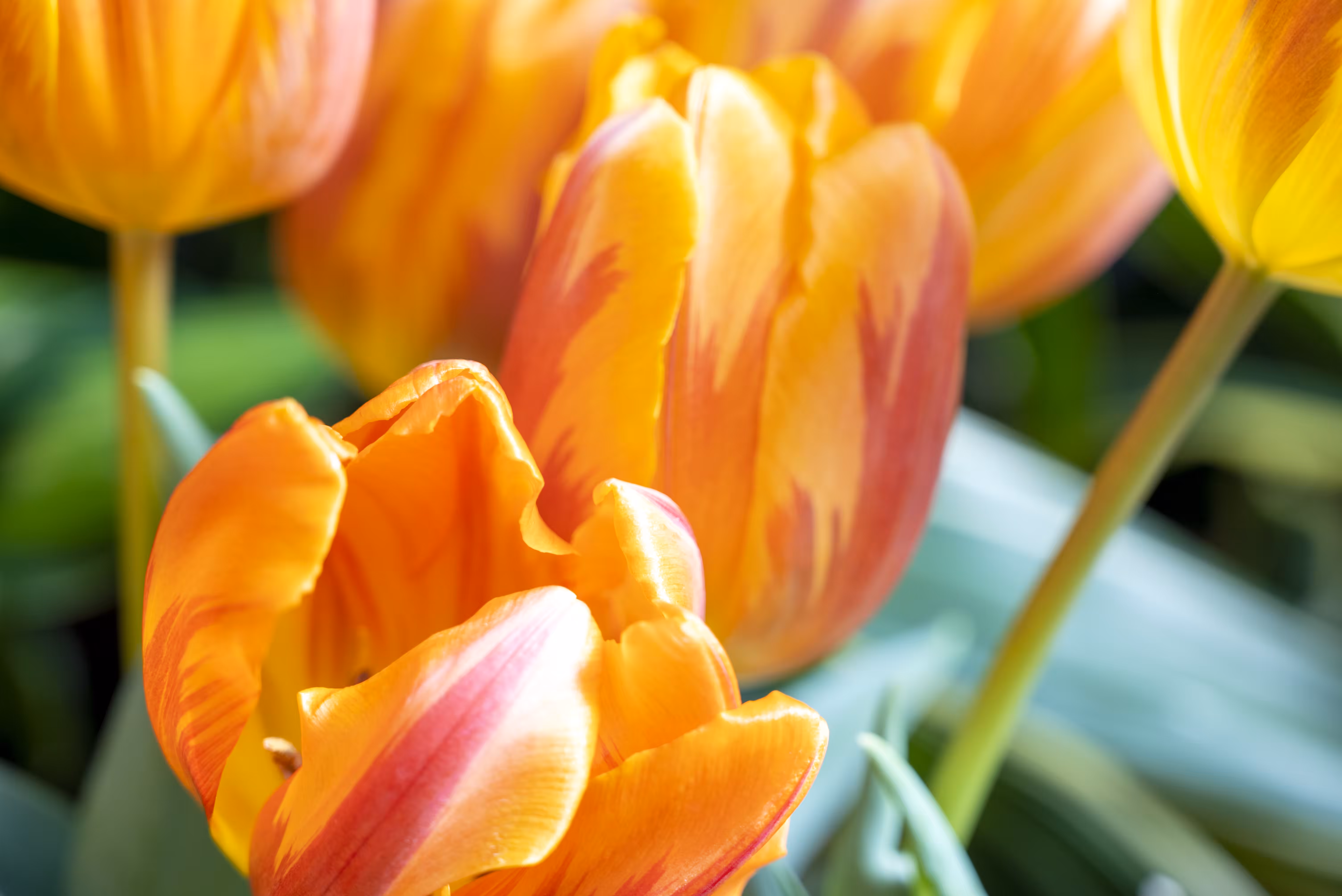 Bloom 9