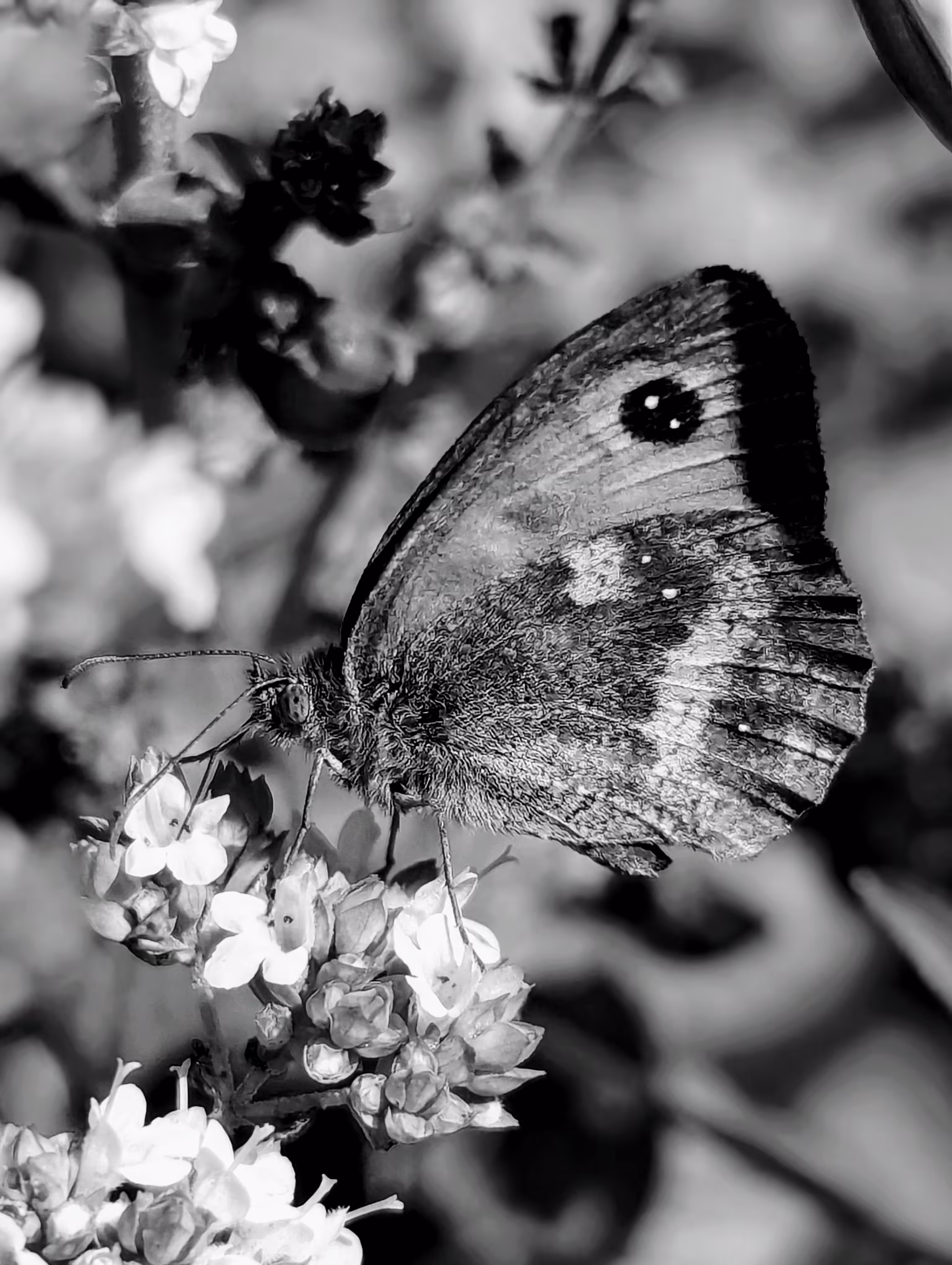 Gatekeeper 