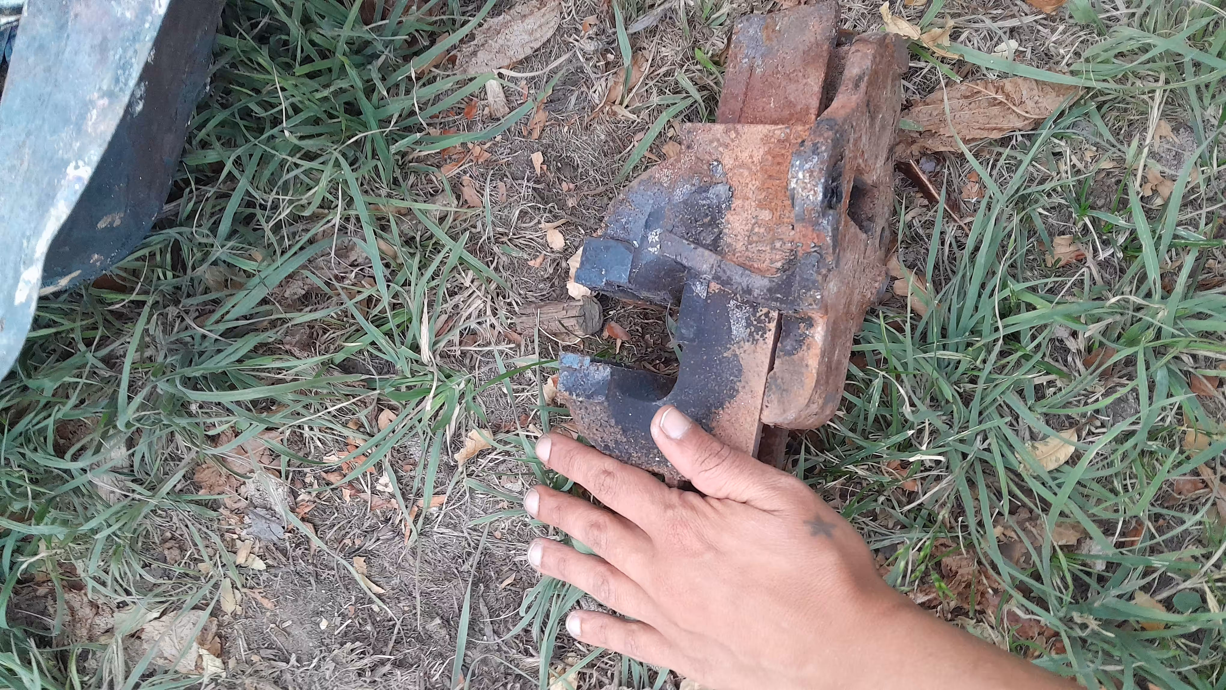 bench walrus #2
