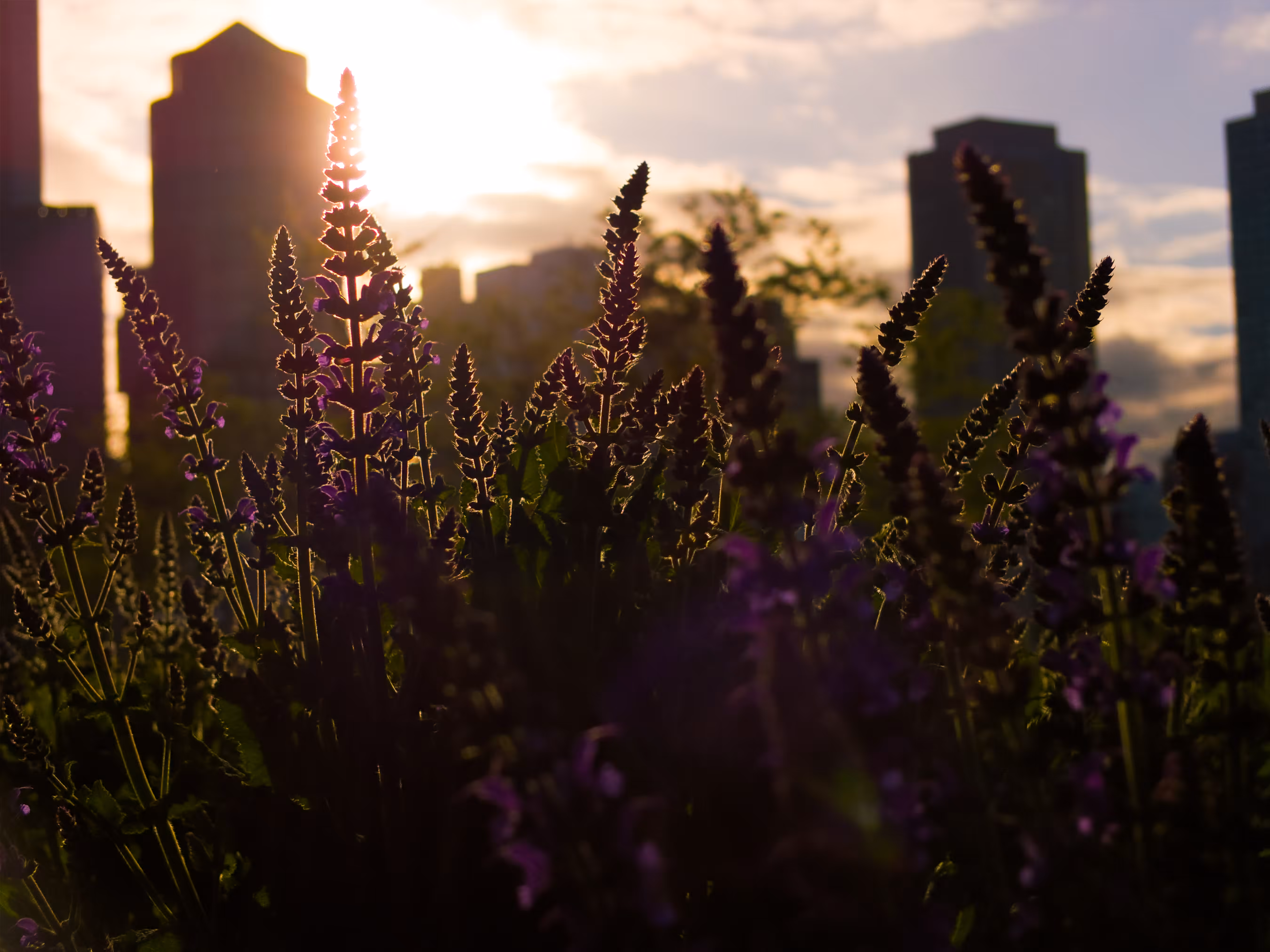 "Florae Portum Mare Bostoniensis" Collection Second of Three Stills