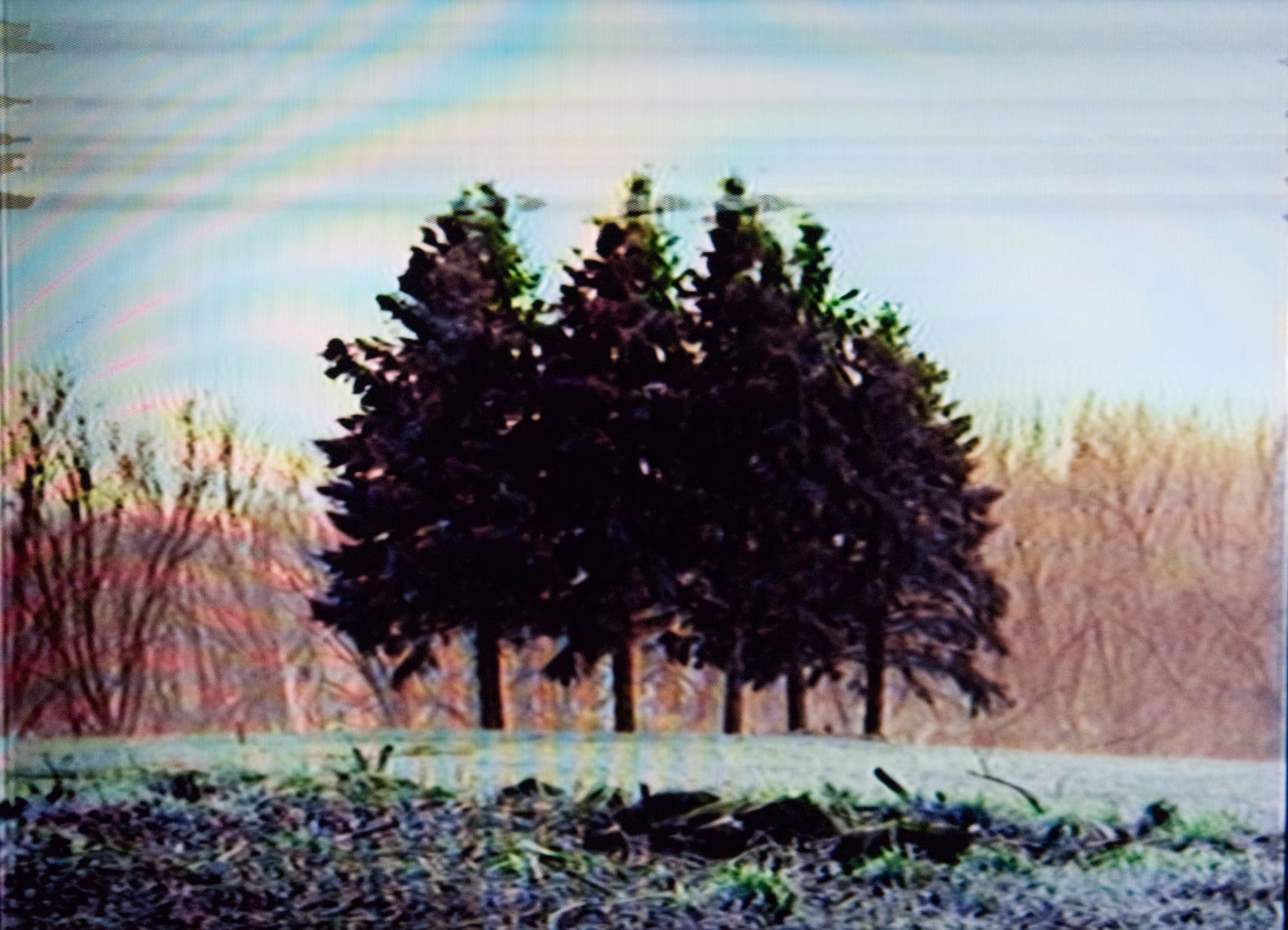 Muted Wilderness
