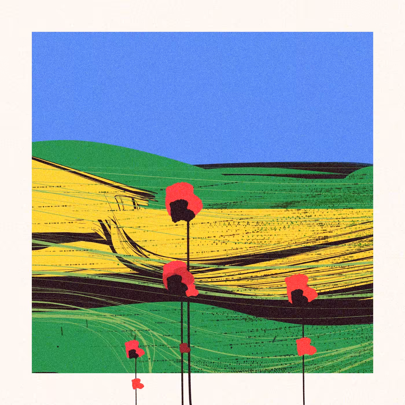Poppies of Normandy