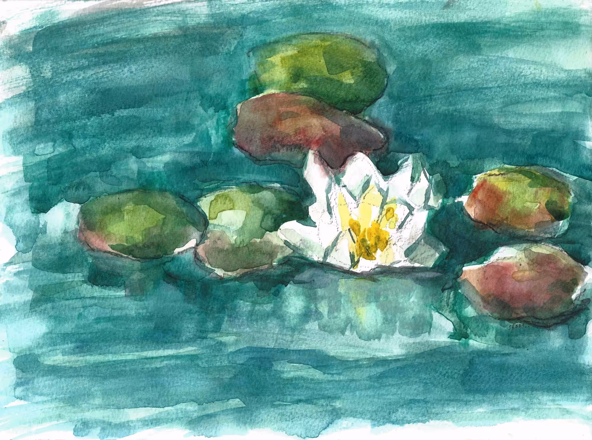 Waterlily White Flower