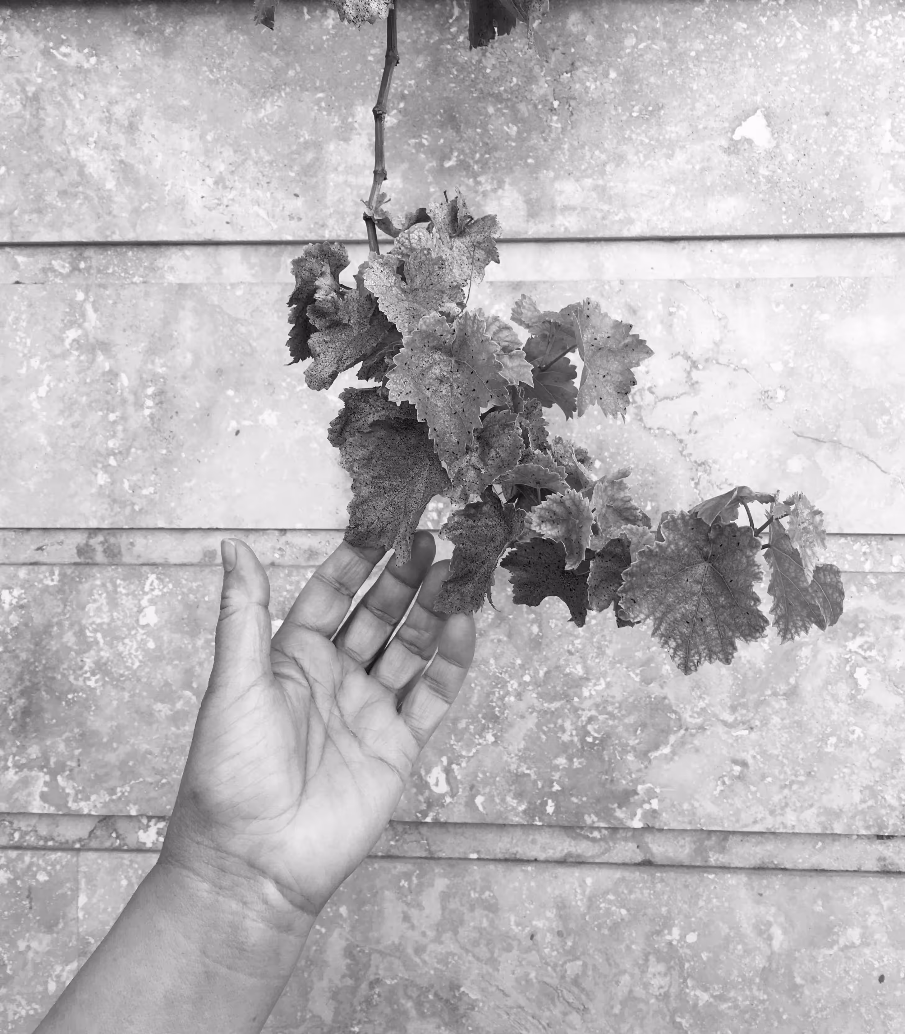 Hand and nature