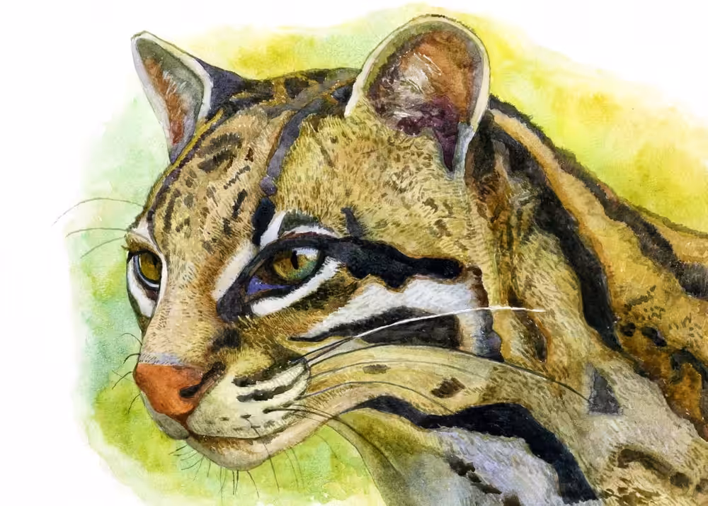 Ocelot