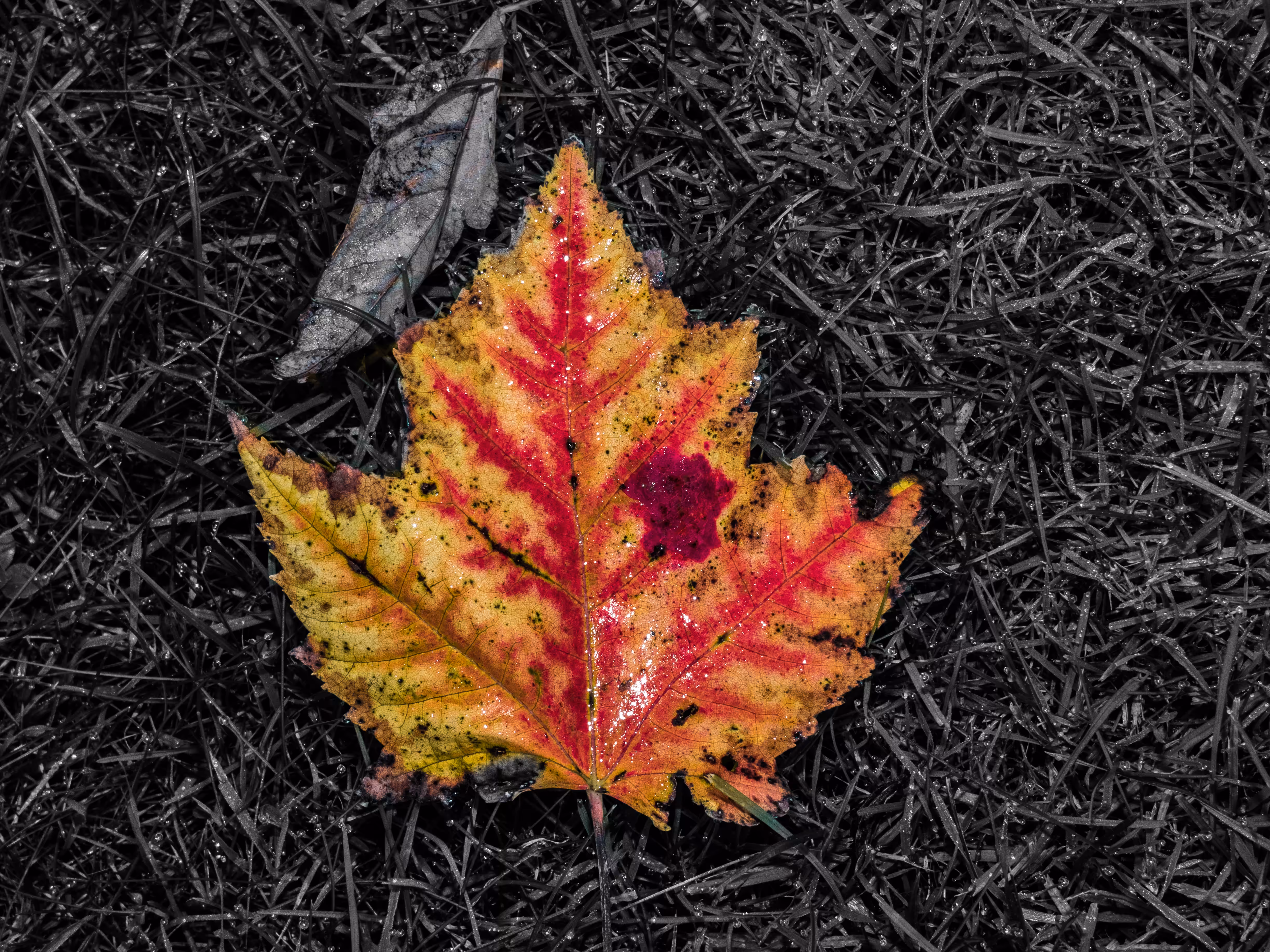 Autumn