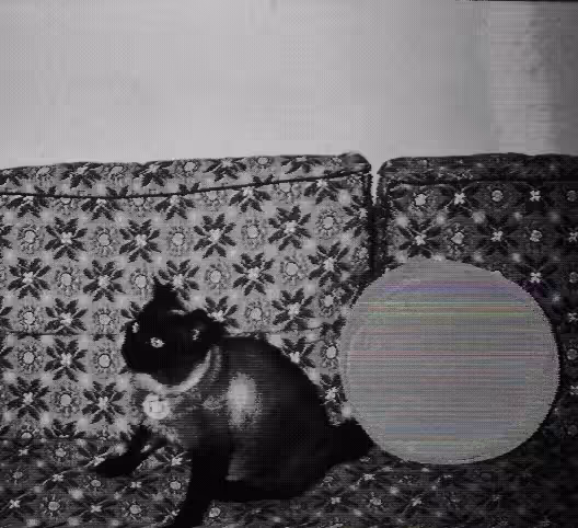 Siamese Cat on Couch, 1950s