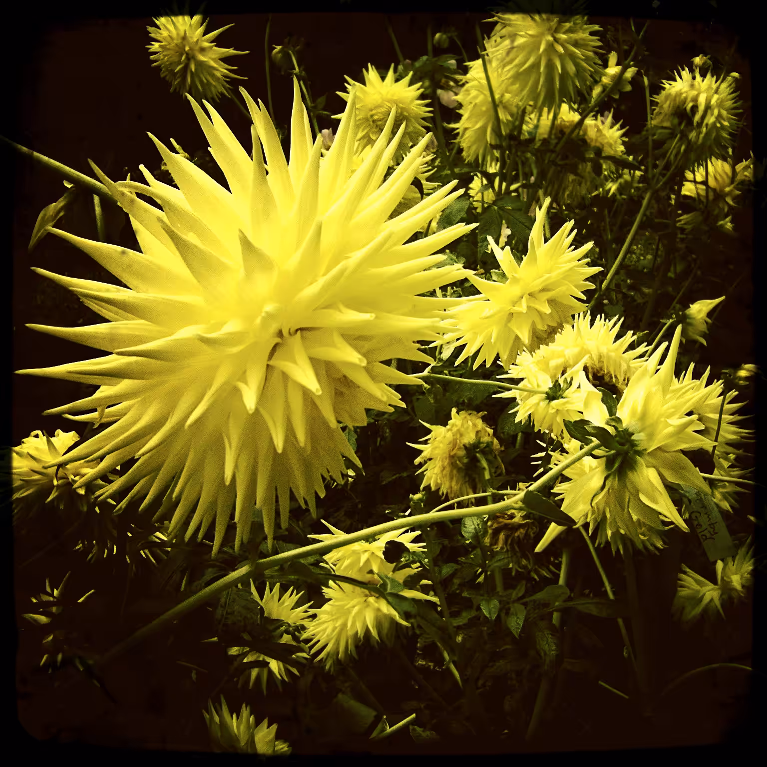 Funky Flowers