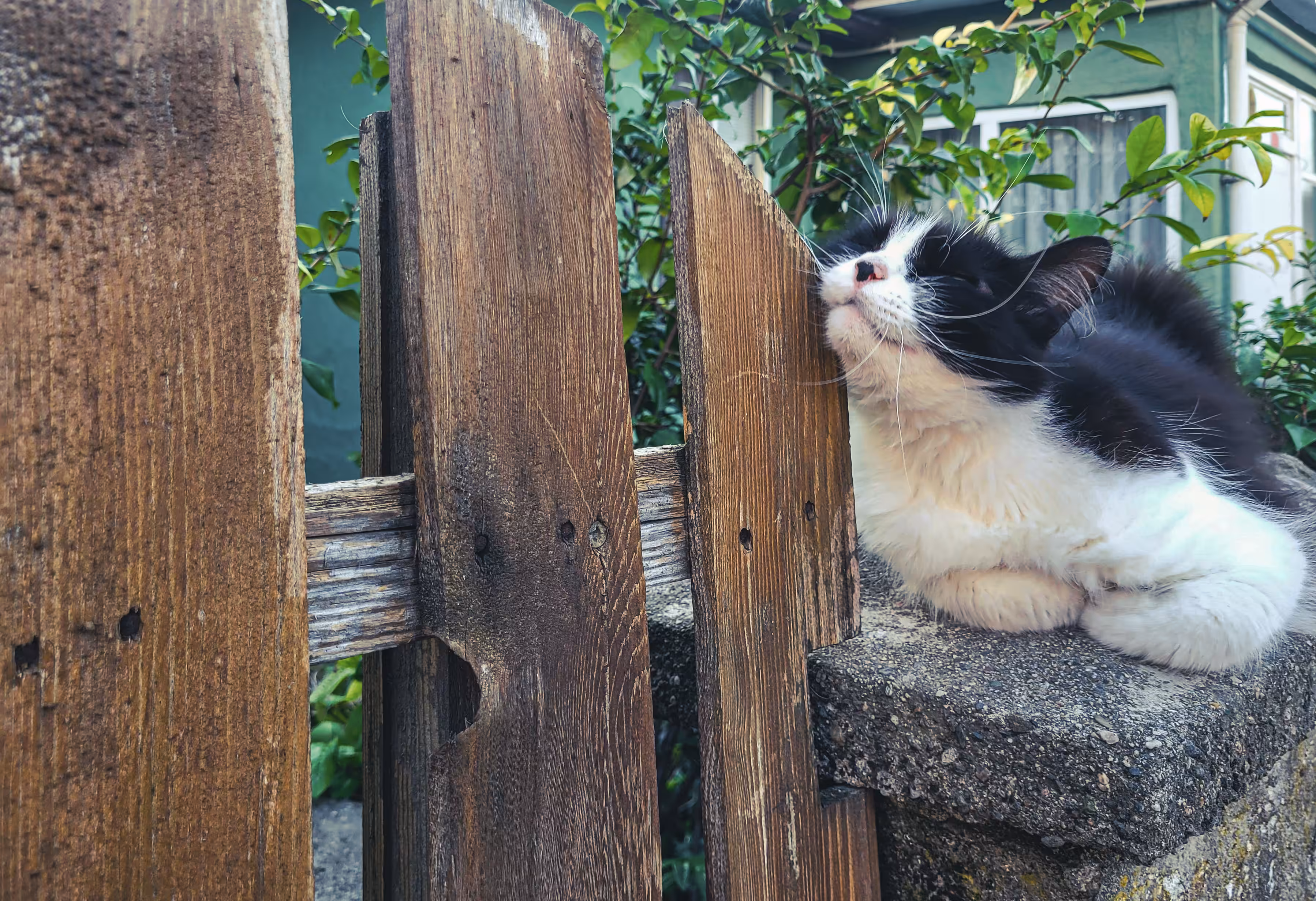 Open Editions: Marshmallow The Cat
