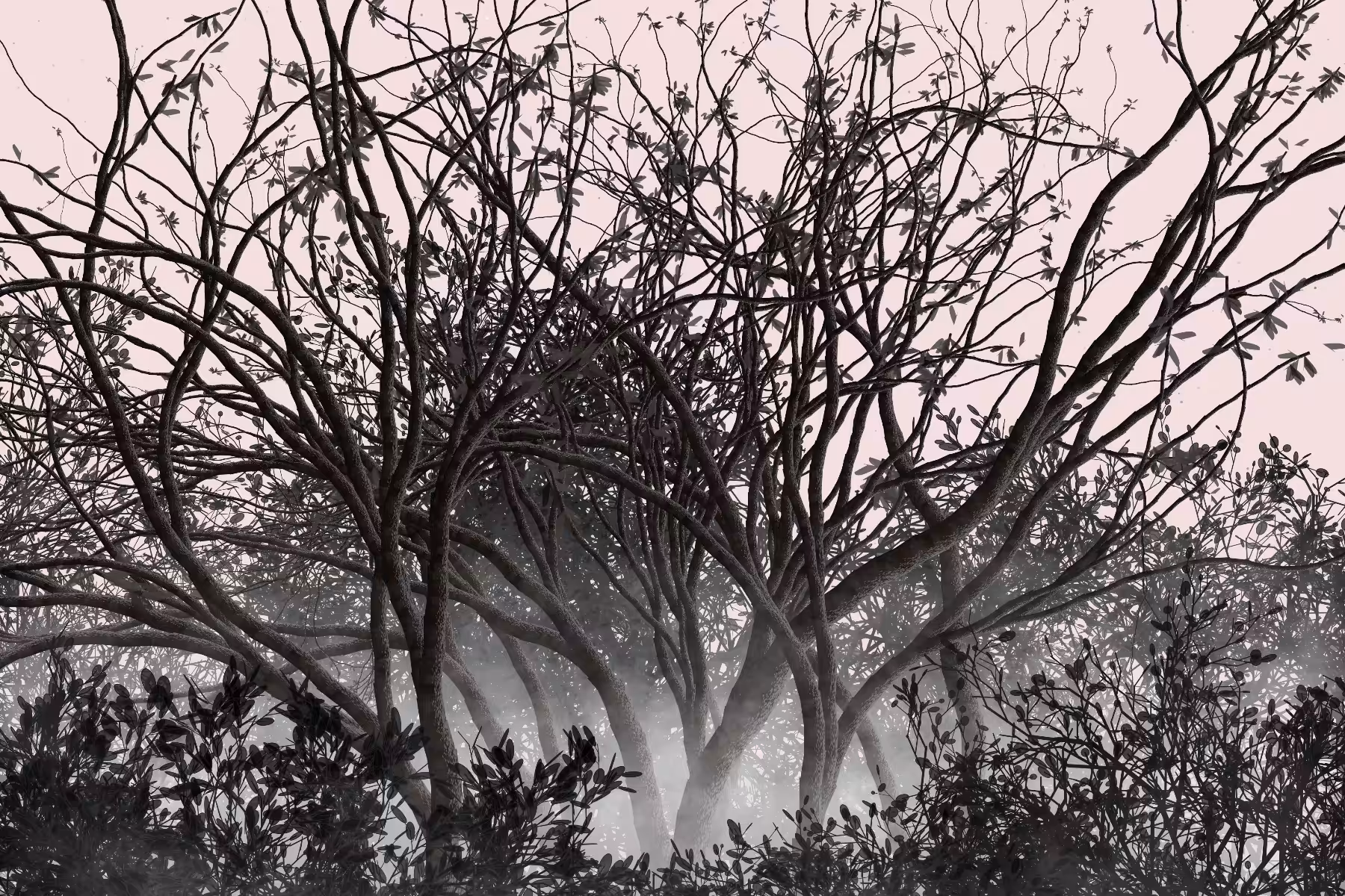 Morning Mist #71