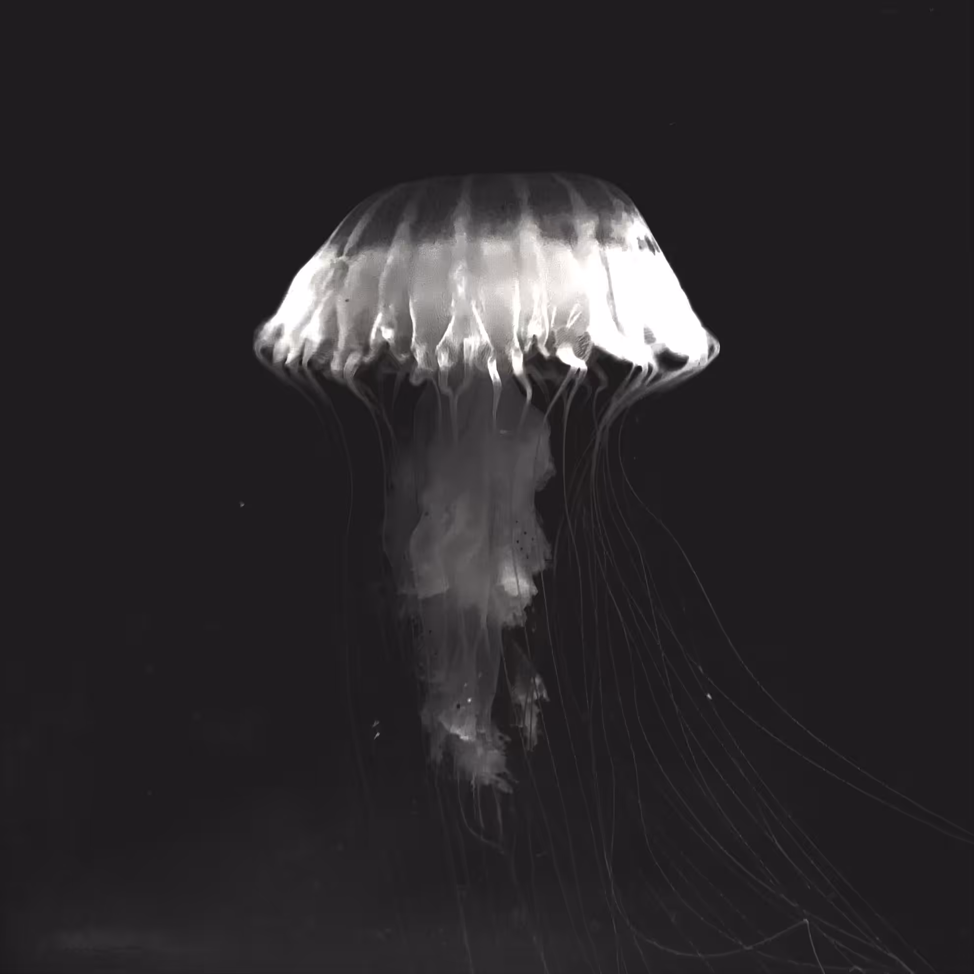 JELLYFISH