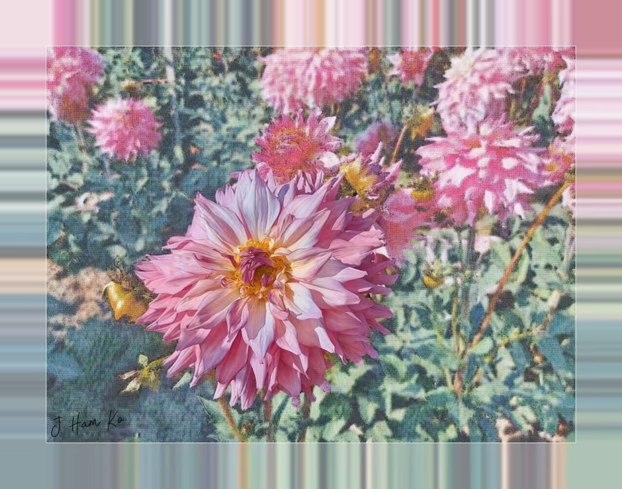 Dahlia Delight