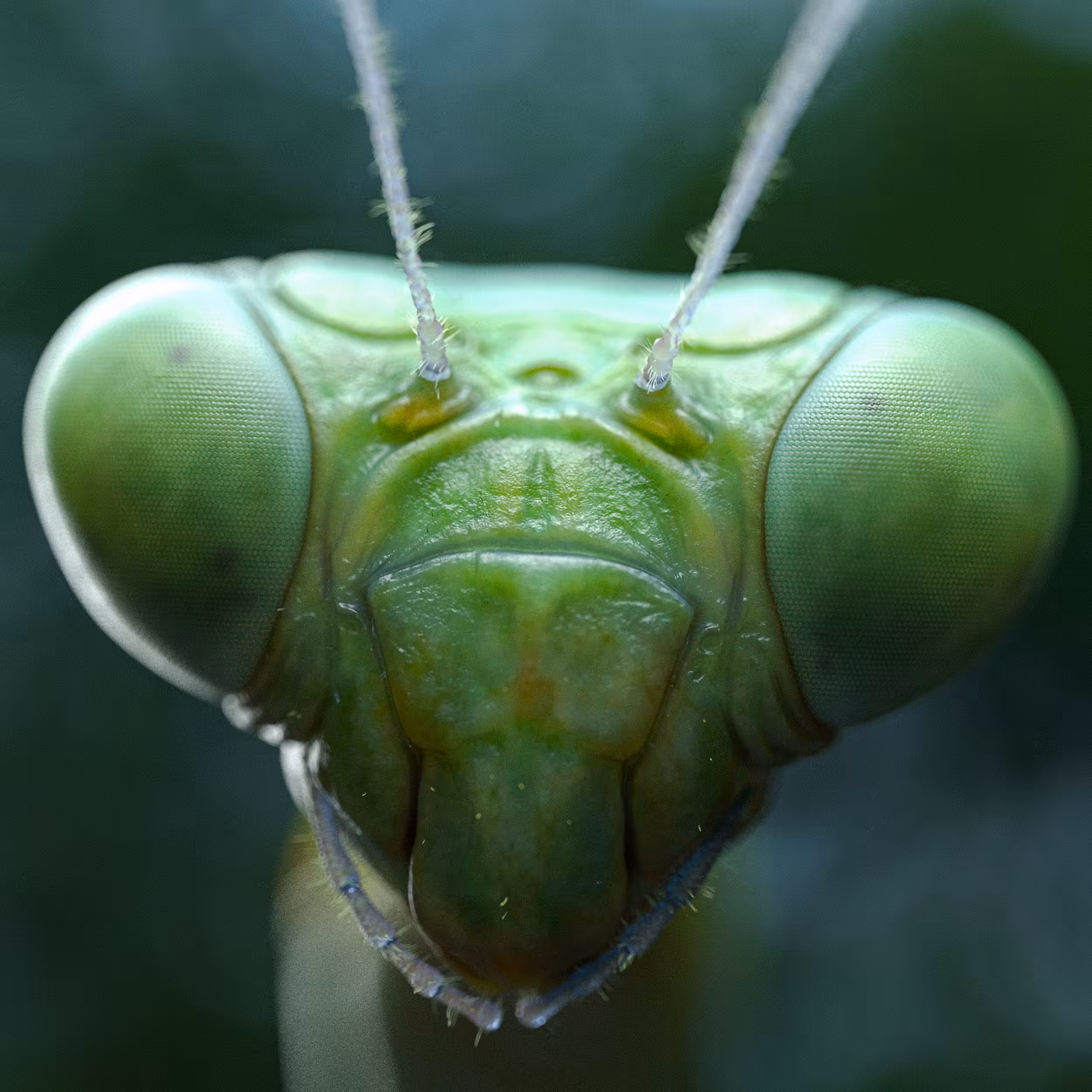 Mantis
