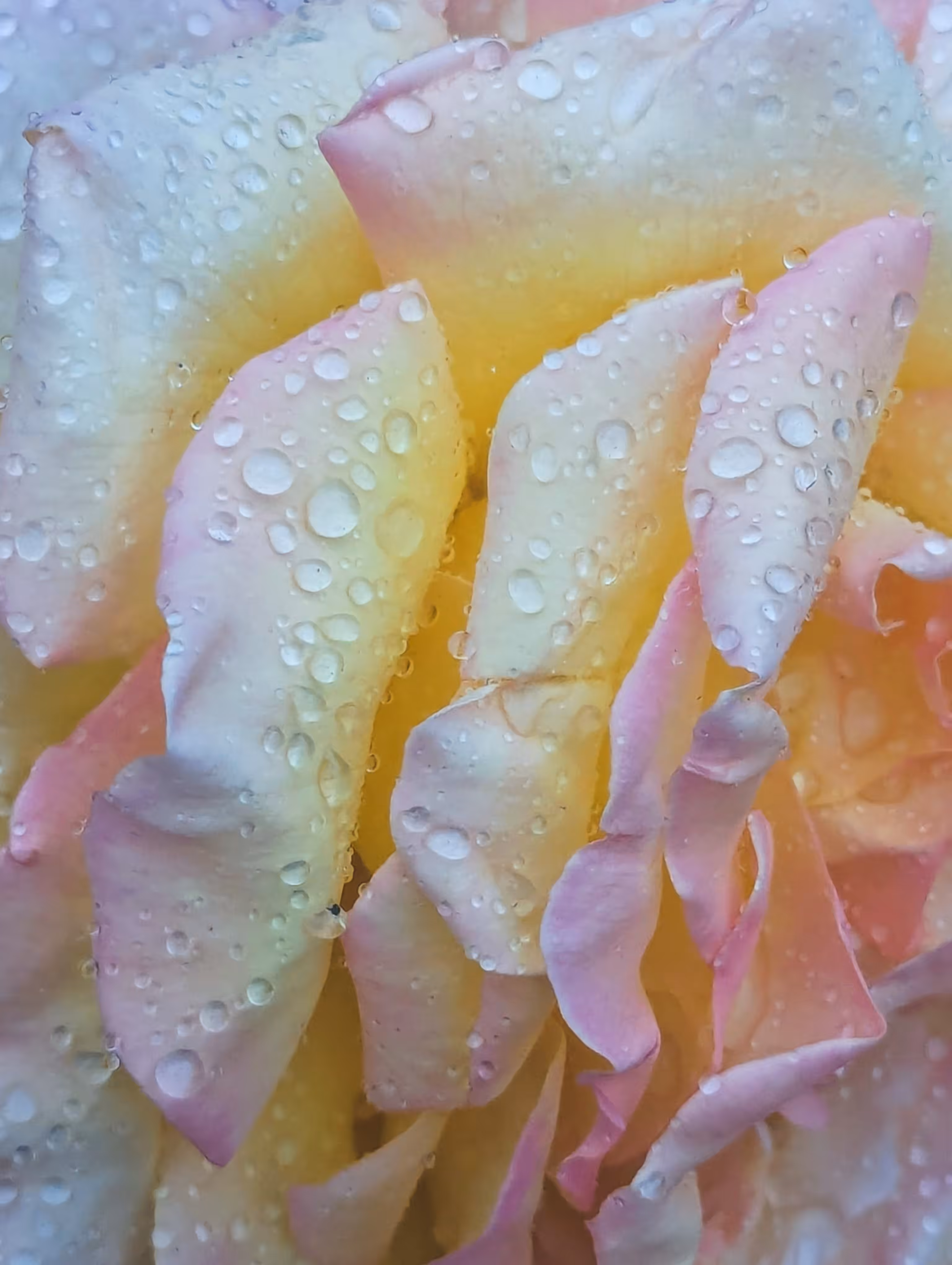 Drop Ripples 