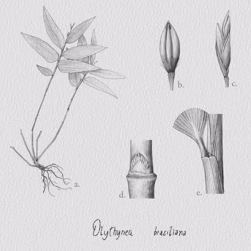 Botanical Illustration - Bambusoideae 1 #20