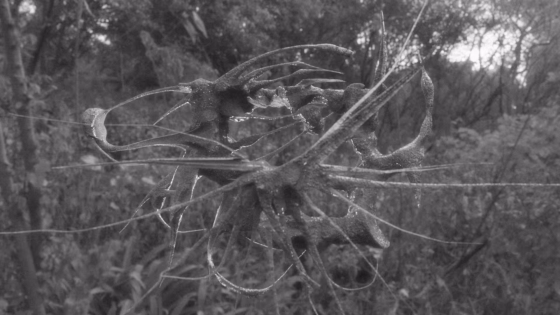 nest